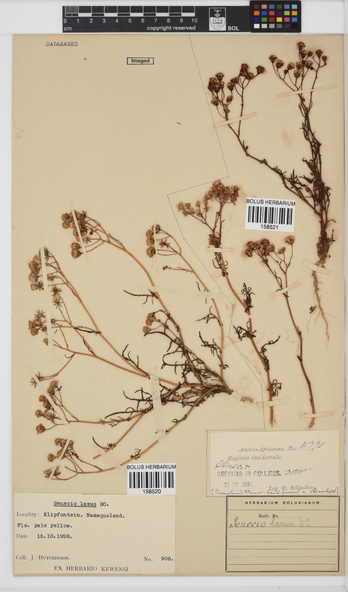 Senecio laxus image