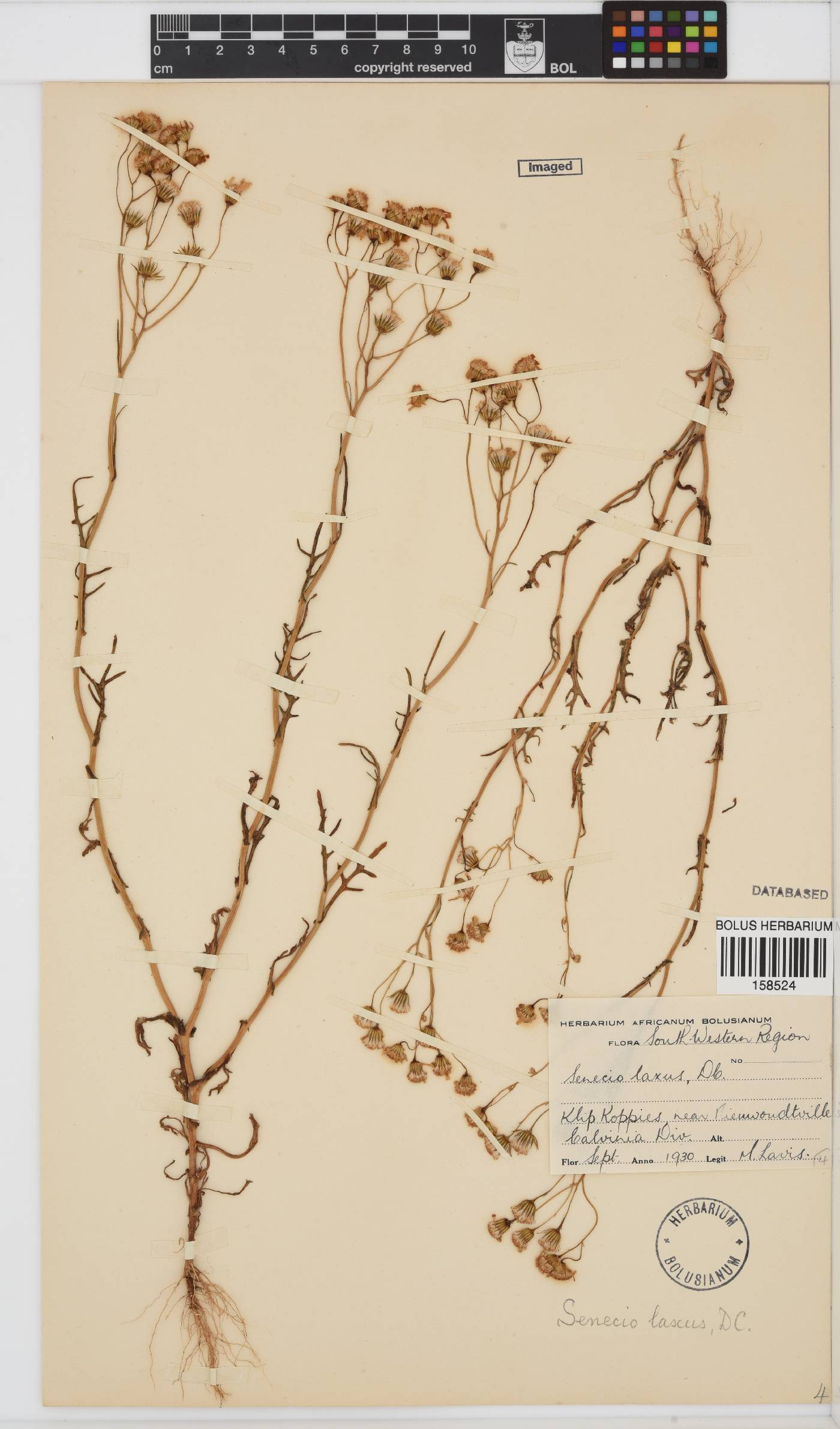 Senecio laxus image