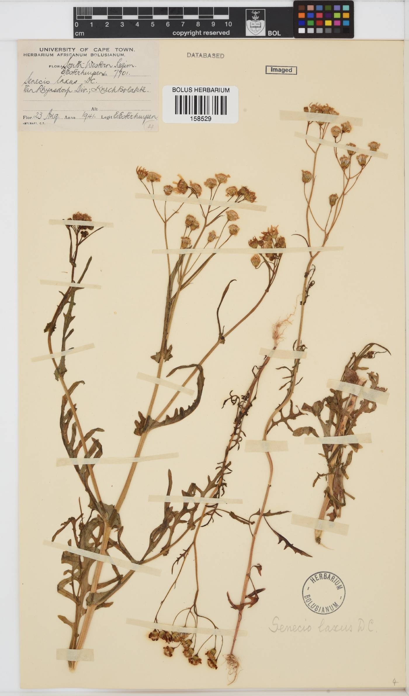 Senecio laxus image