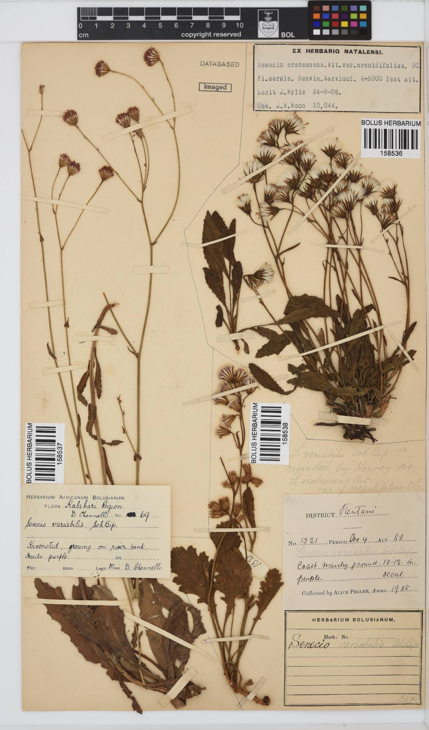 Senecio variabilis image