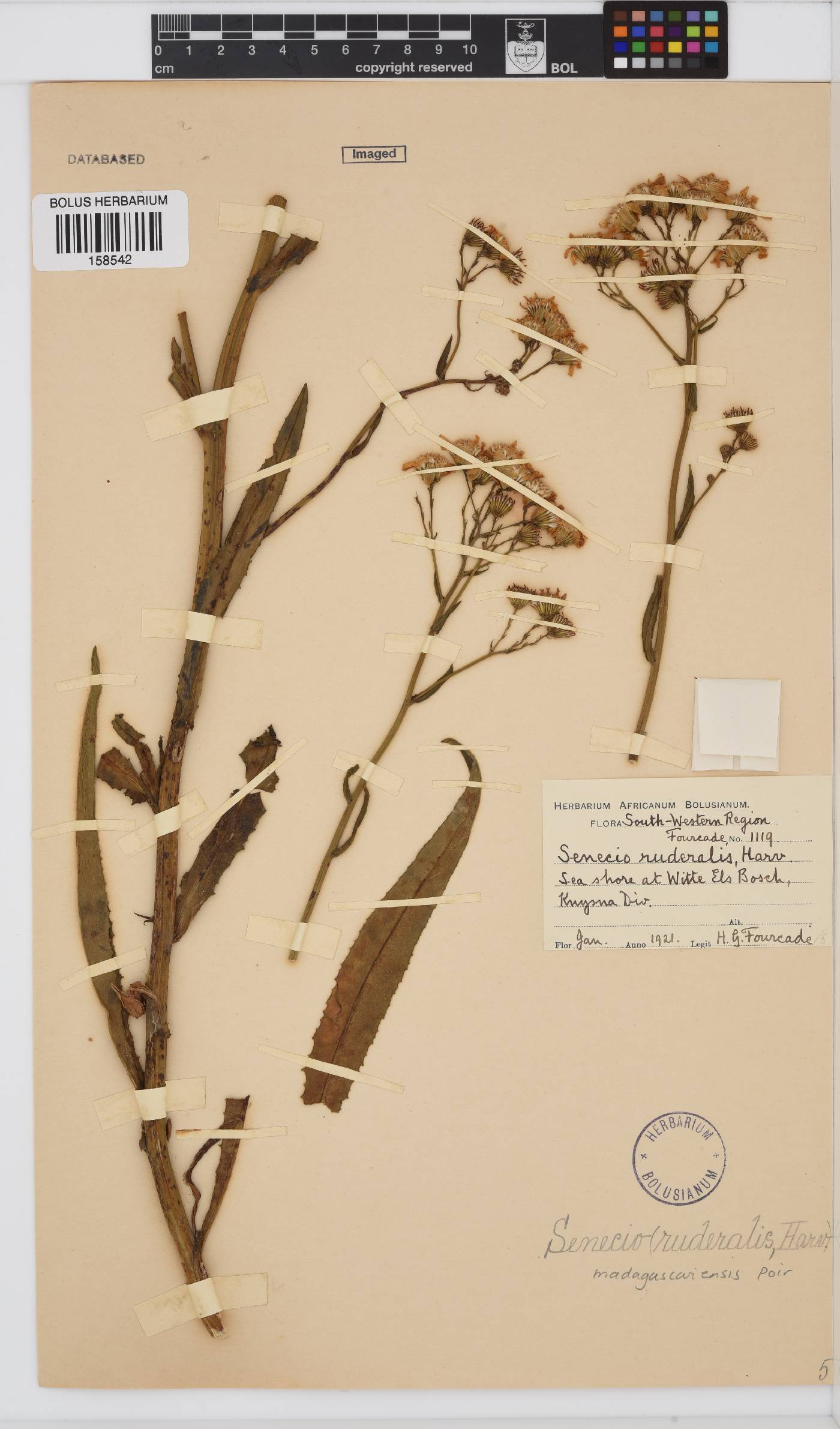 Senecio madagascariensis image