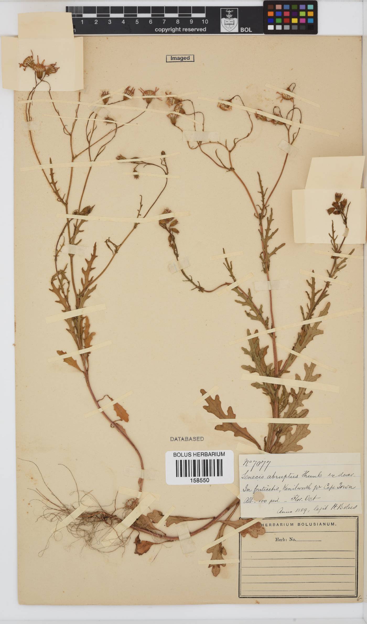 Senecio abruptus image