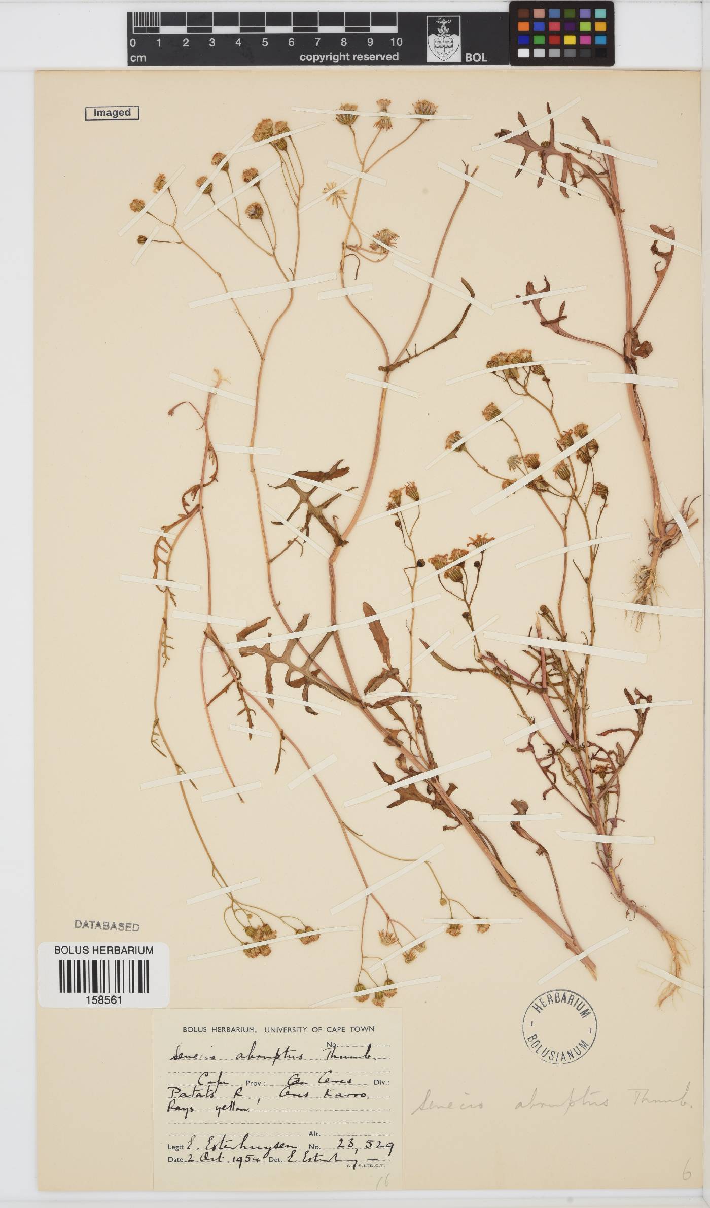 Senecio abruptus image