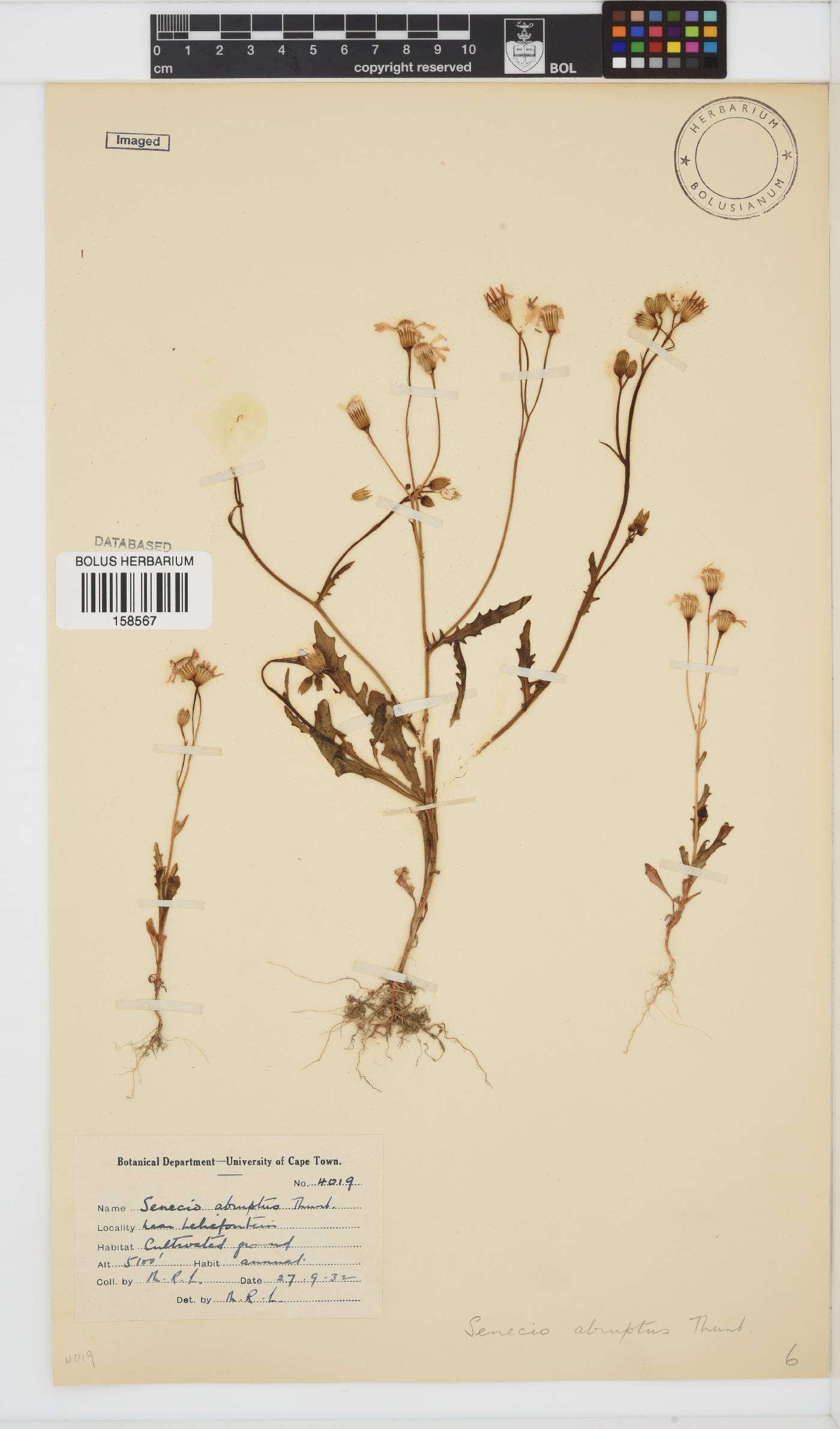 Senecio abruptus image