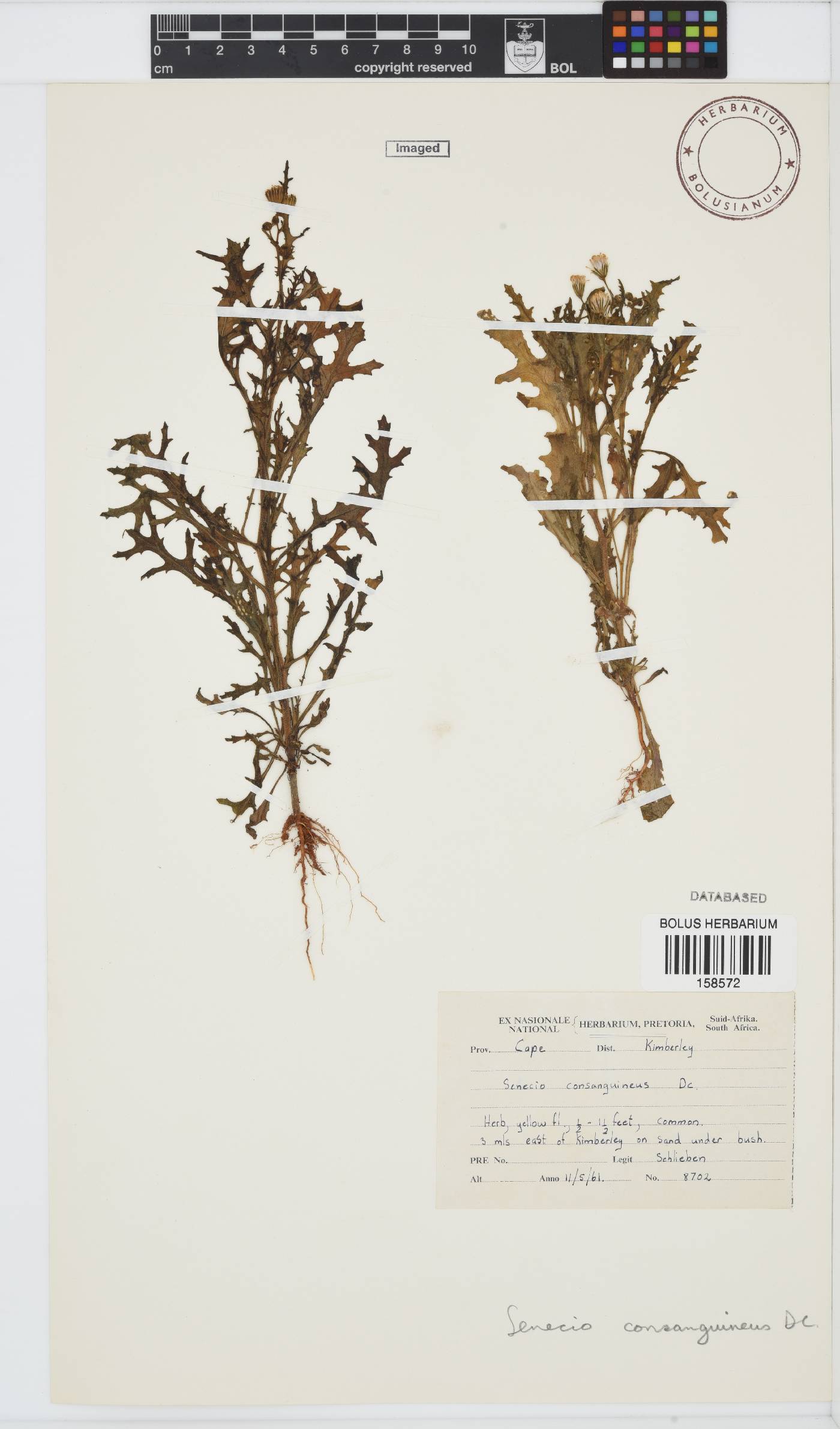 Senecio consanguineus image