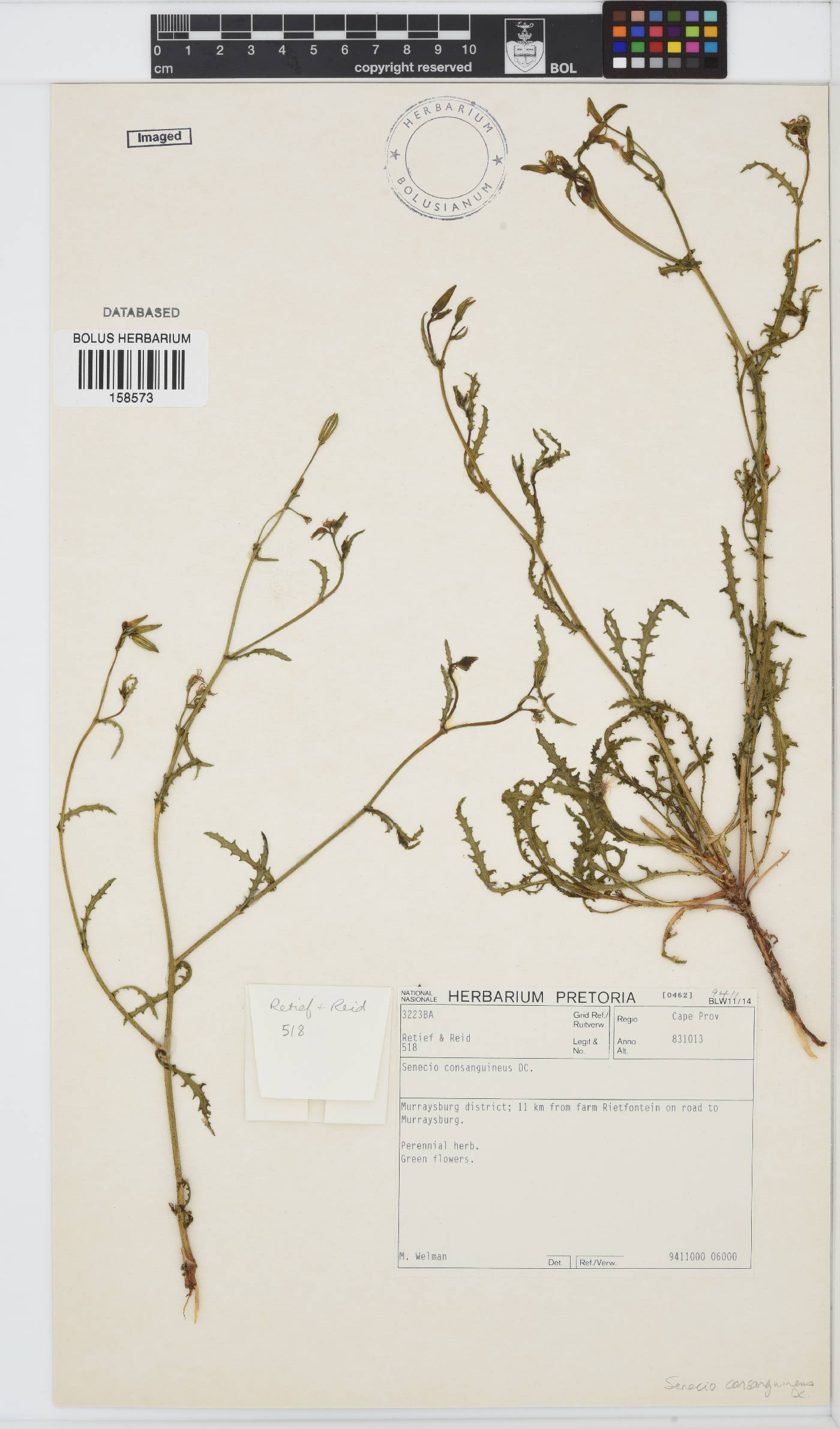 Senecio consanguineus image