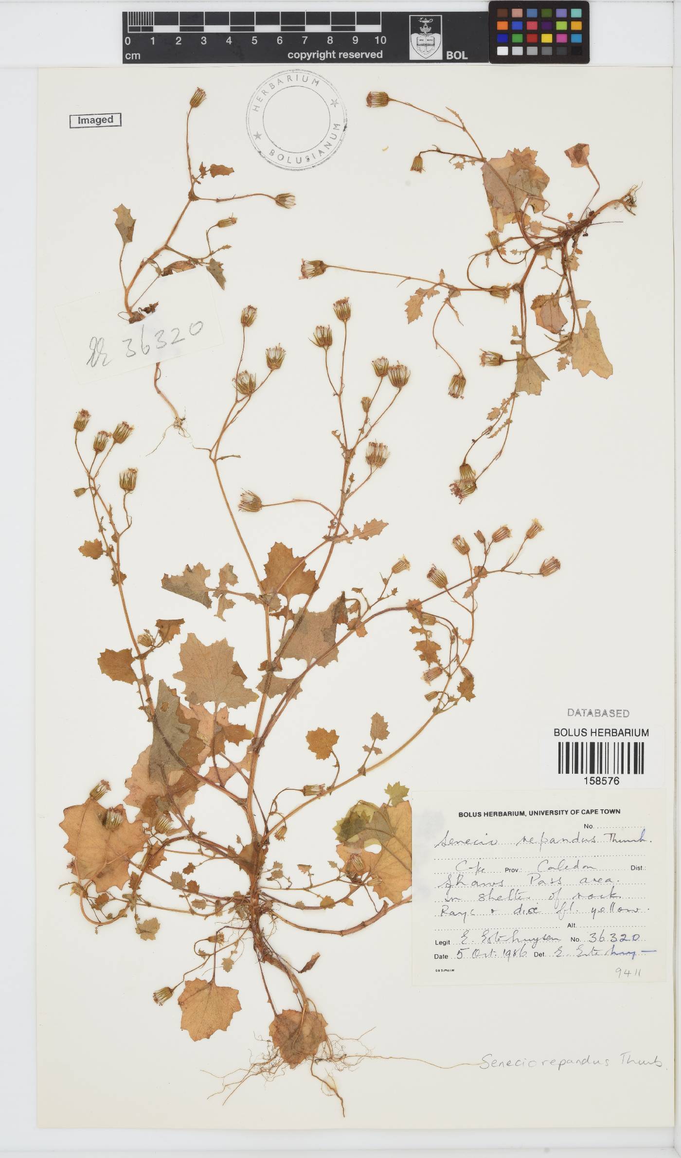 Senecio repandus image
