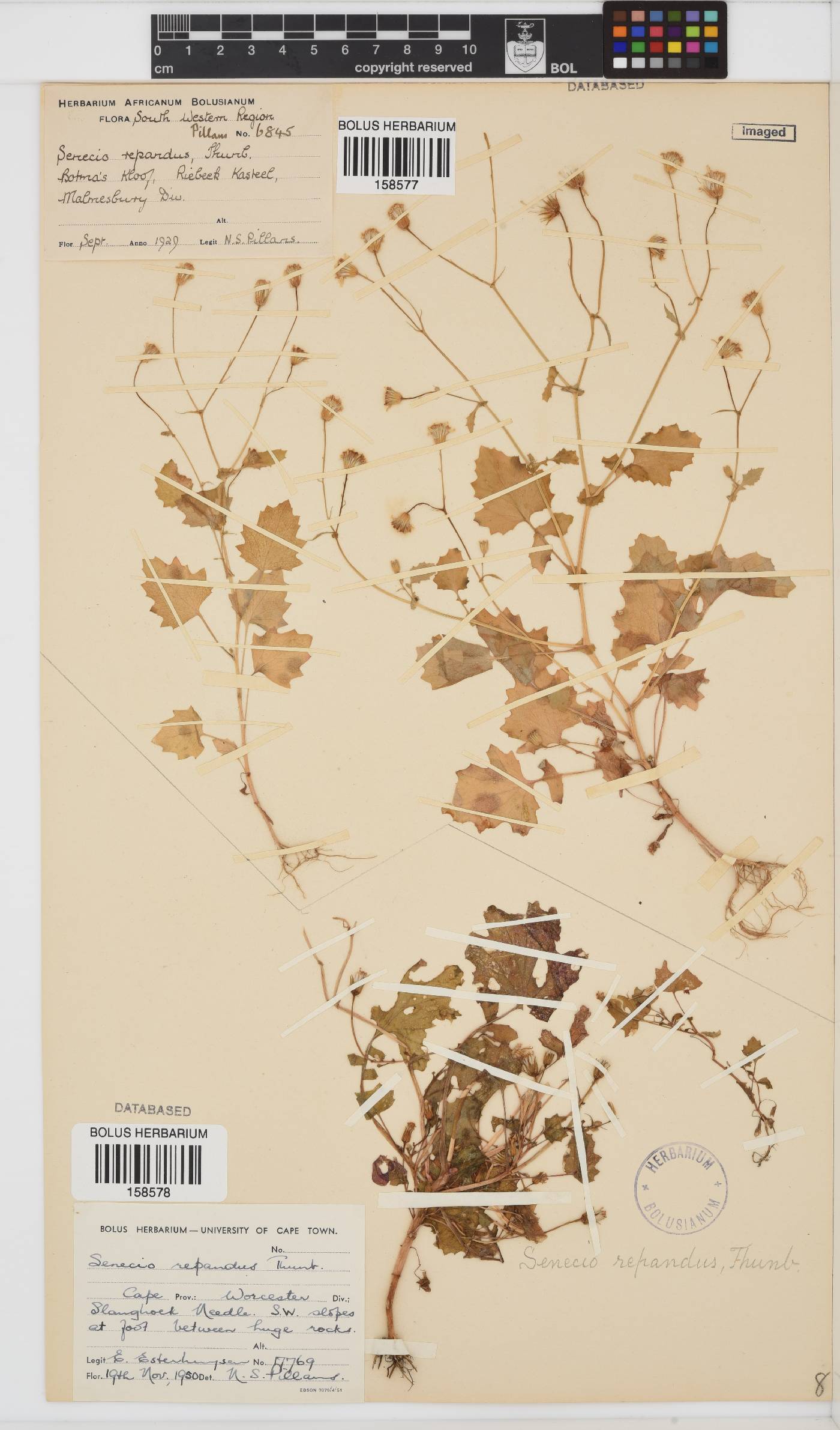 Senecio repandus image
