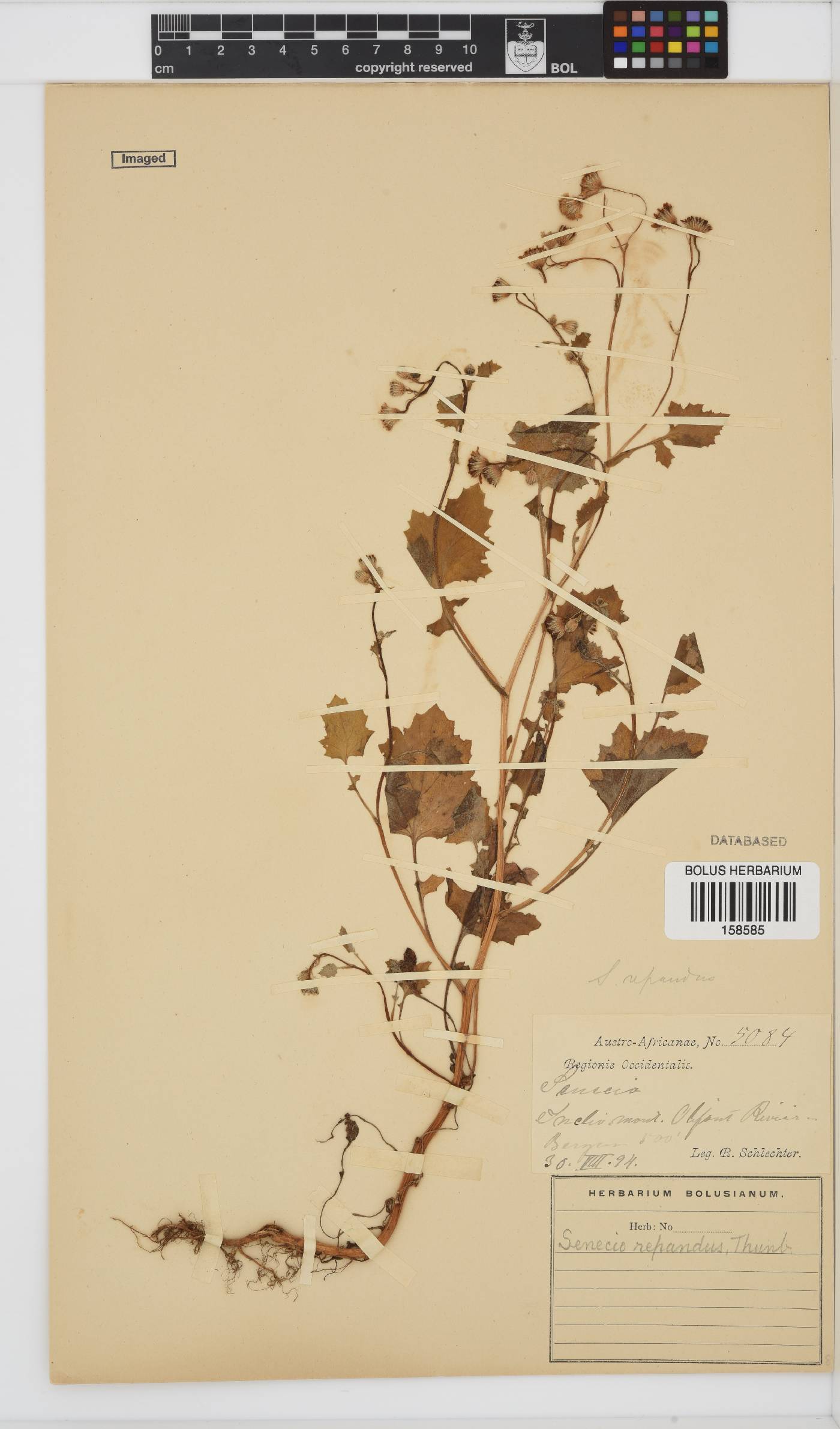 Senecio repandus image