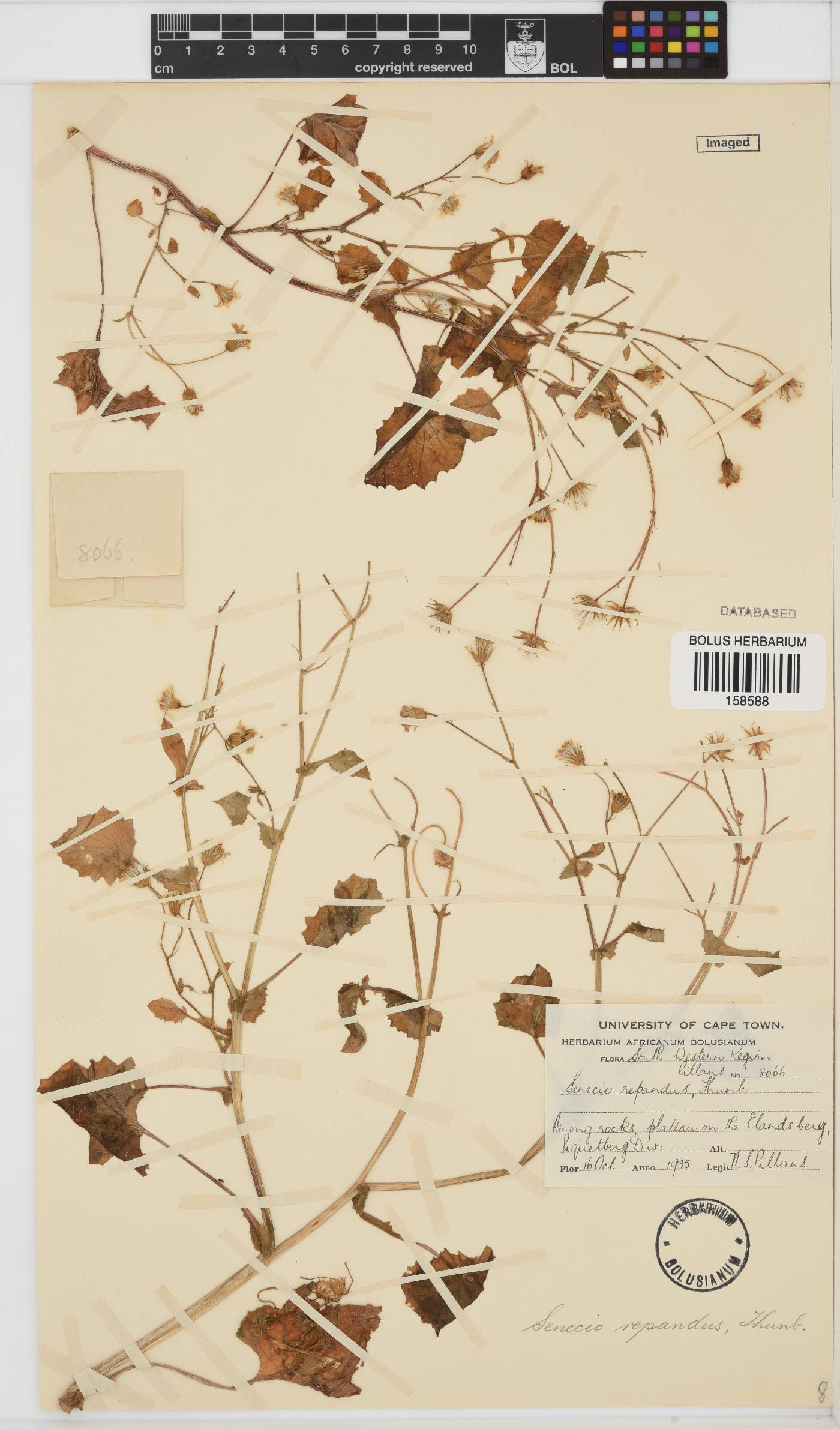 Senecio repandus image