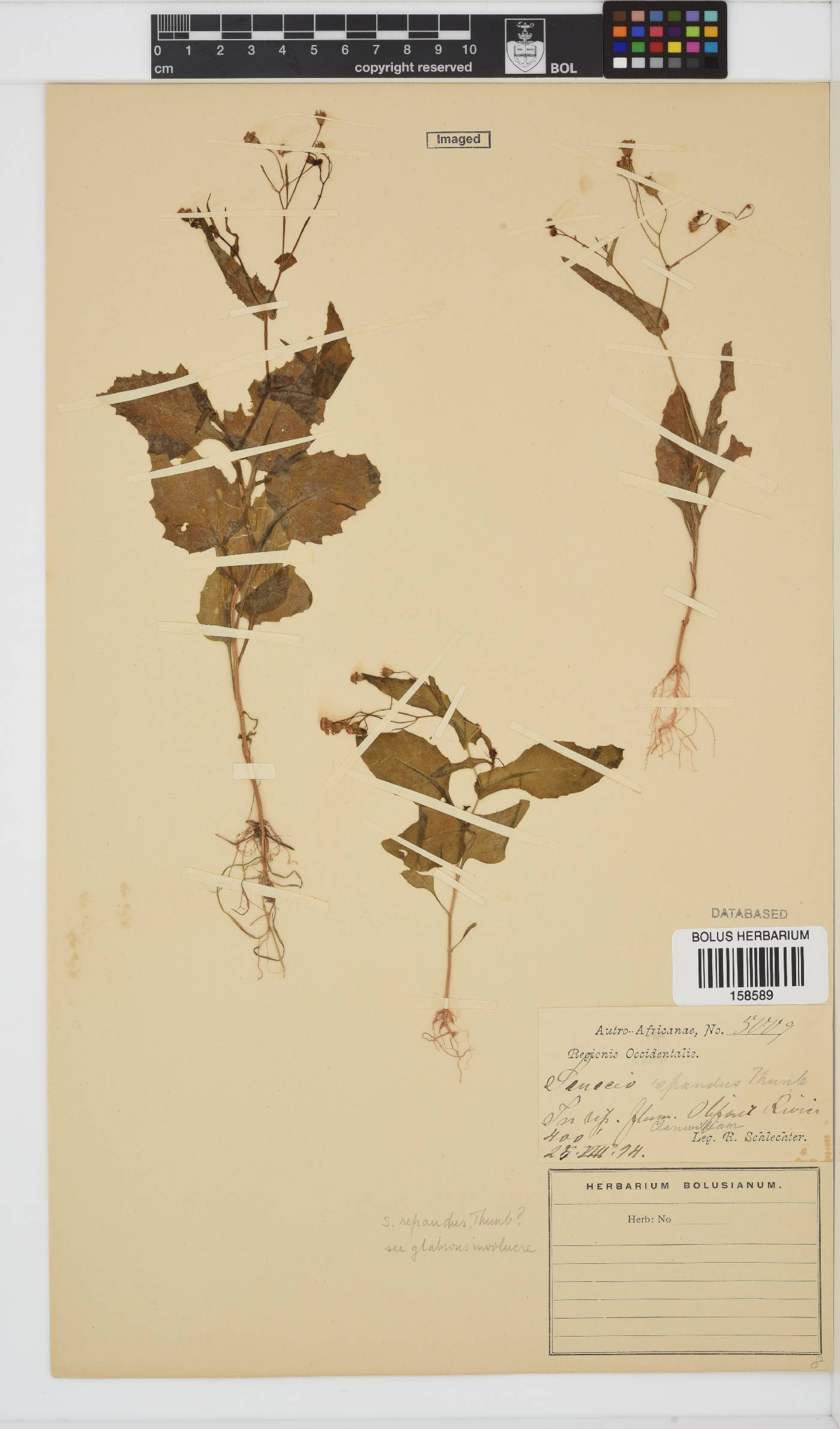 Senecio repandus image