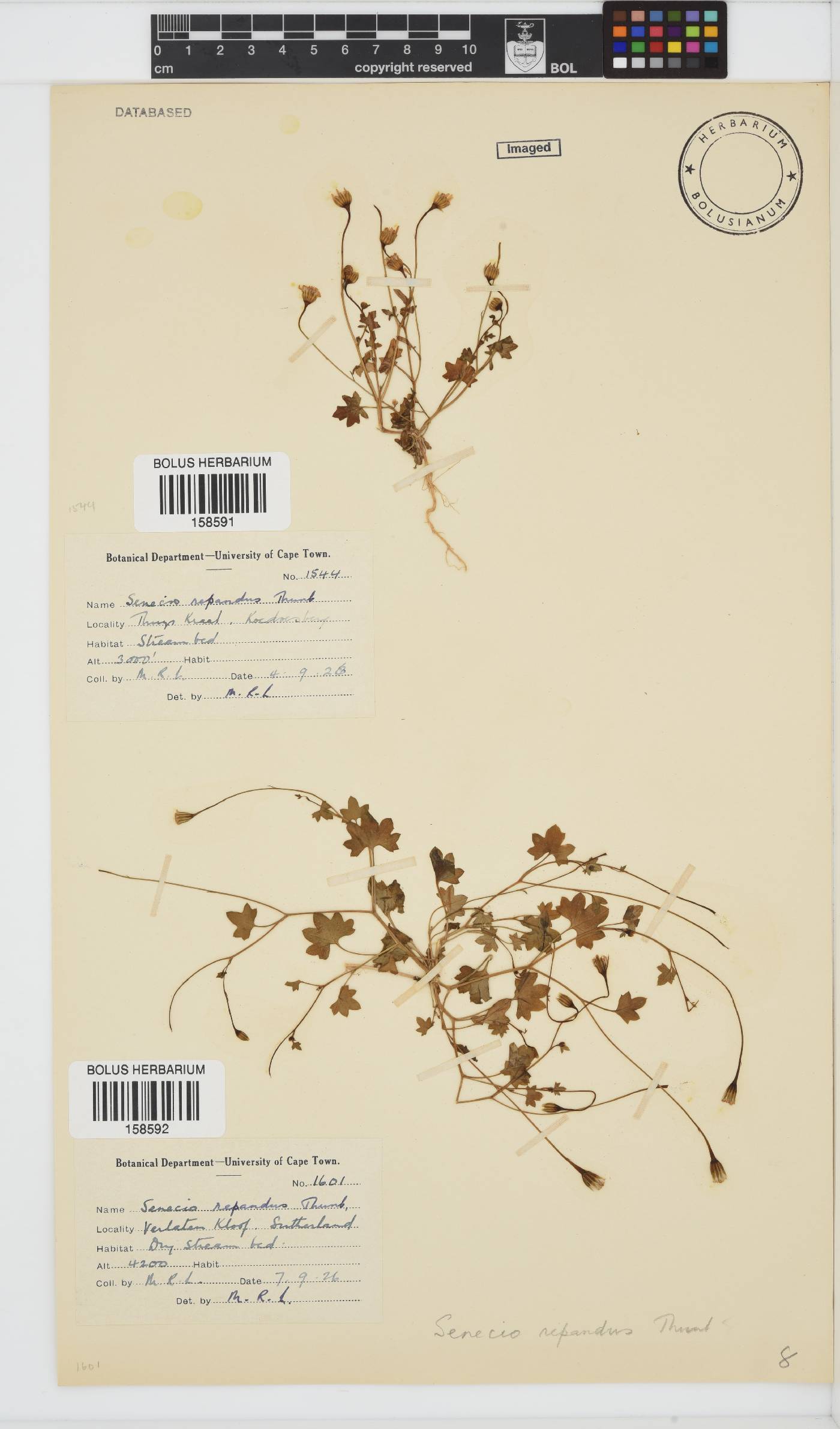 Senecio repandus image