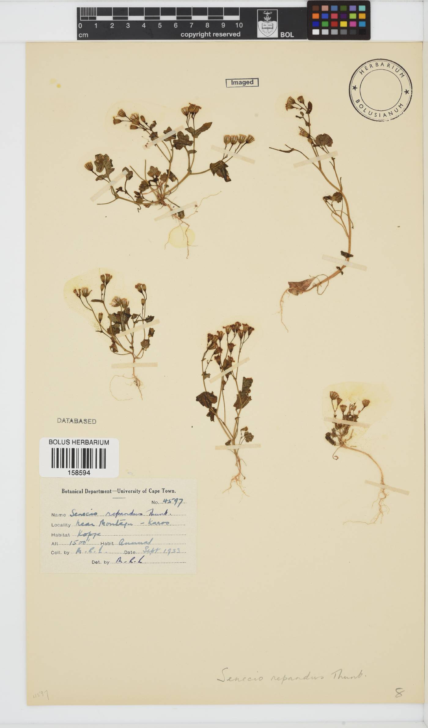 Senecio repandus image