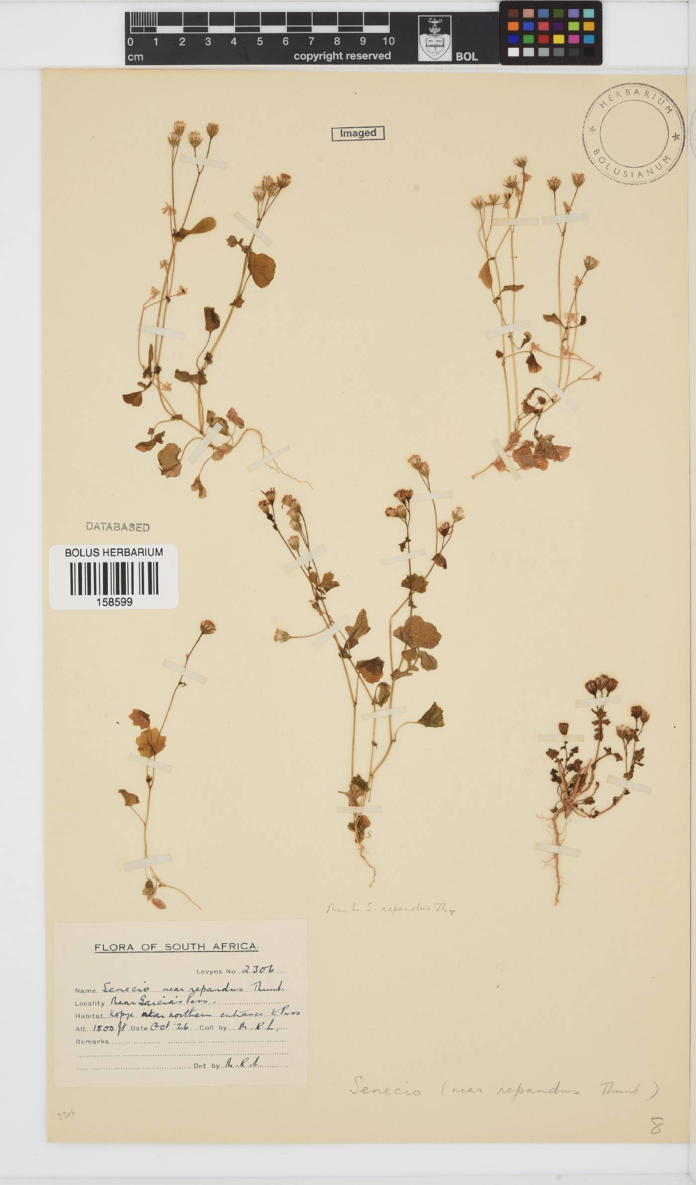 Senecio repandus image
