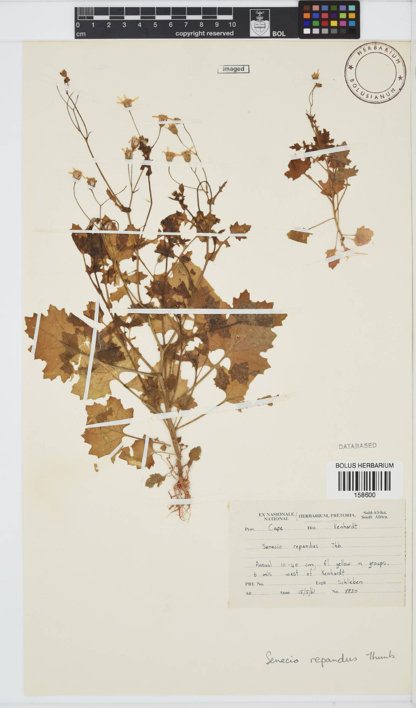 Senecio repandus image