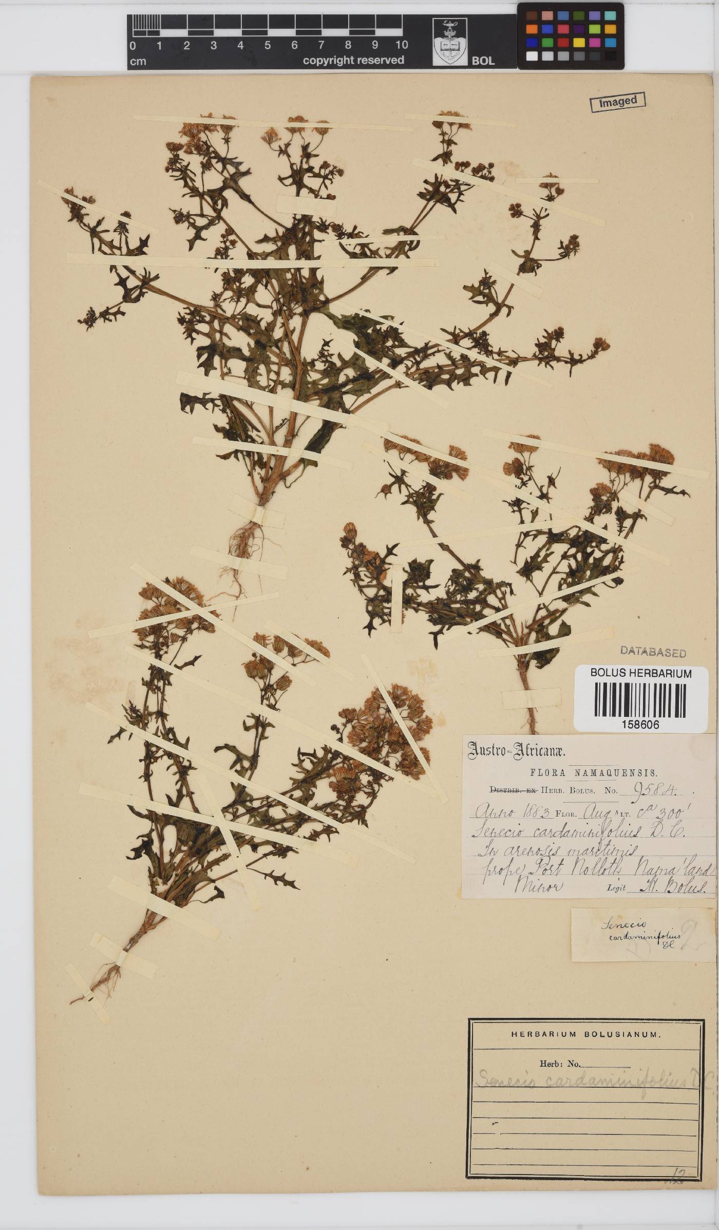 Senecio cardaminifolius image