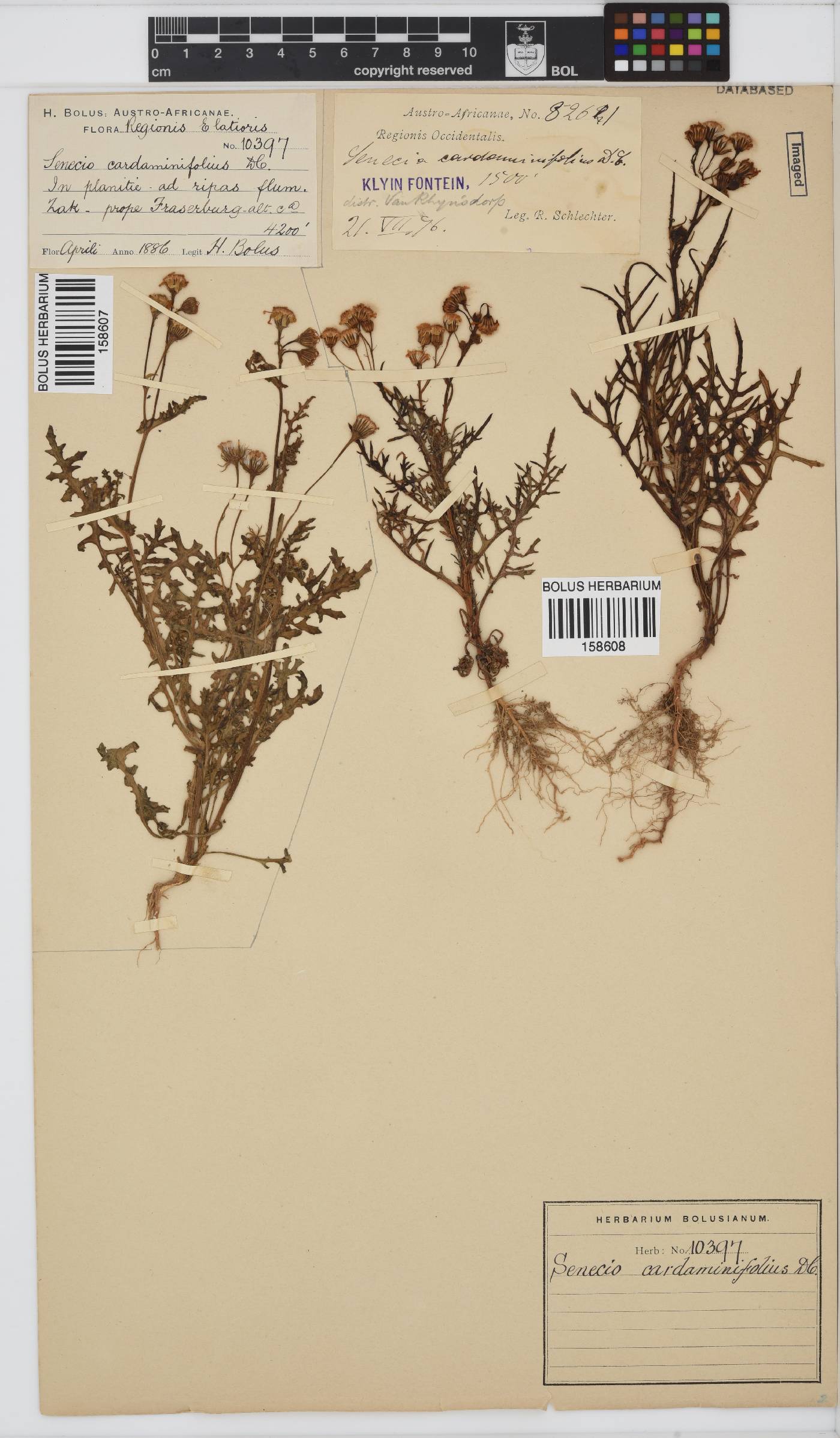 Senecio cardaminifolius image