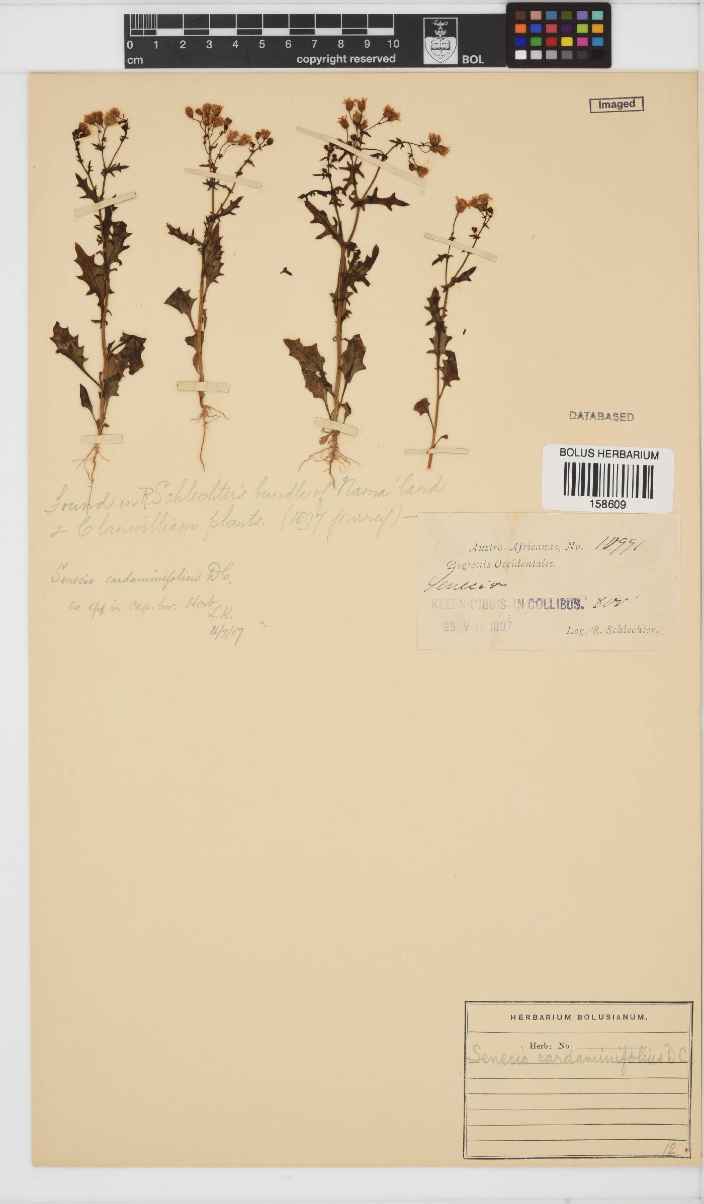 Senecio cardaminifolius image