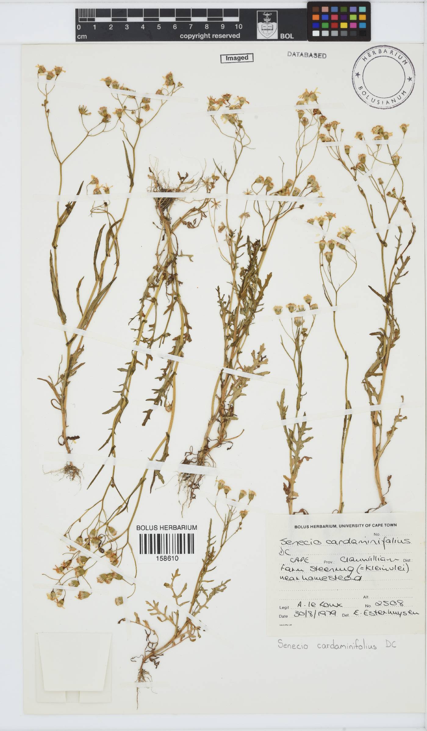 Senecio cardaminifolius image