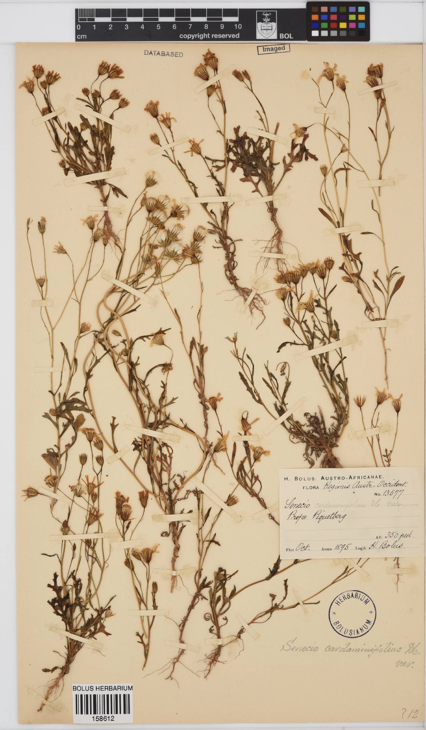 Senecio cardaminifolius image