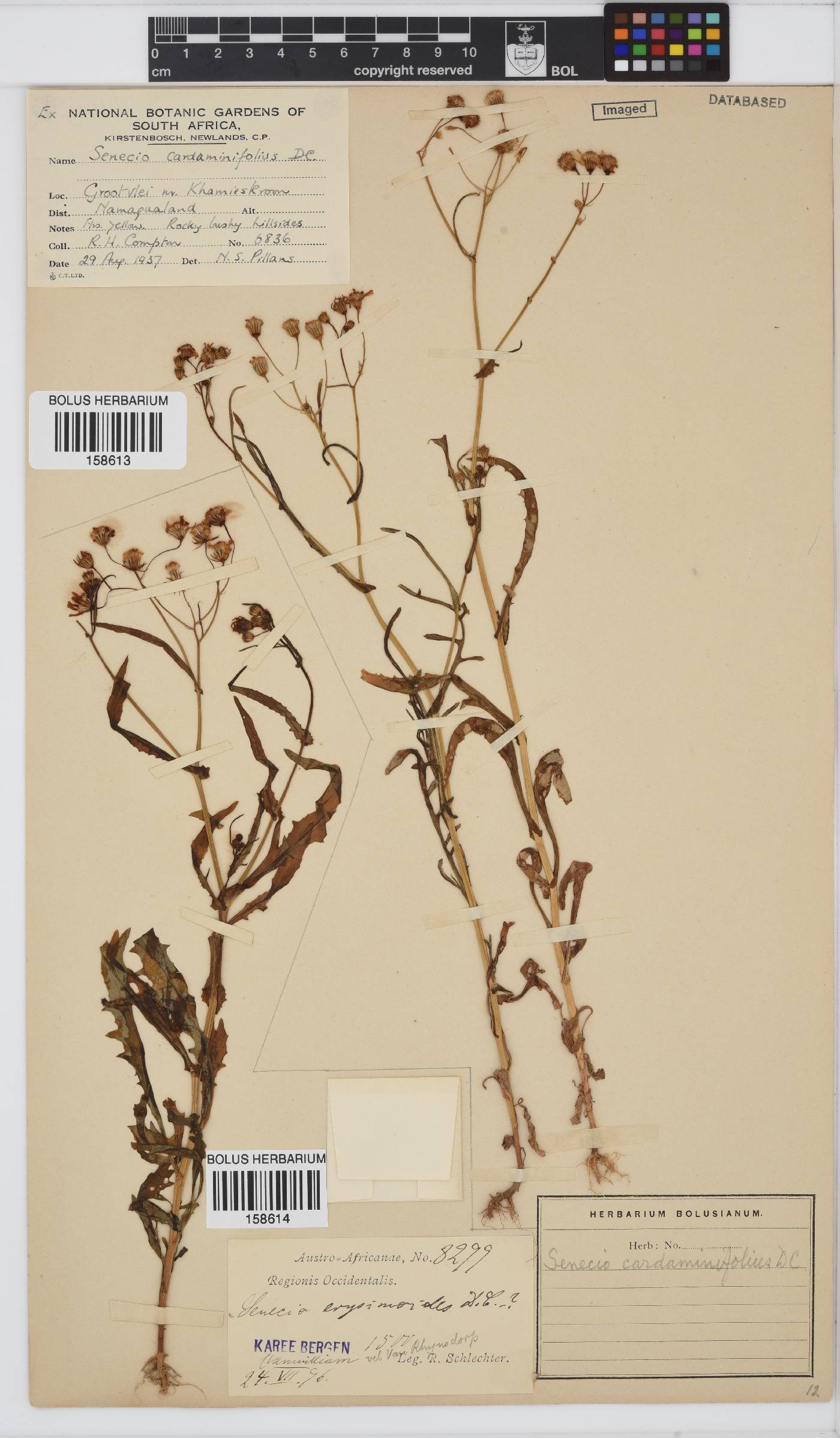 Senecio cardaminifolius image