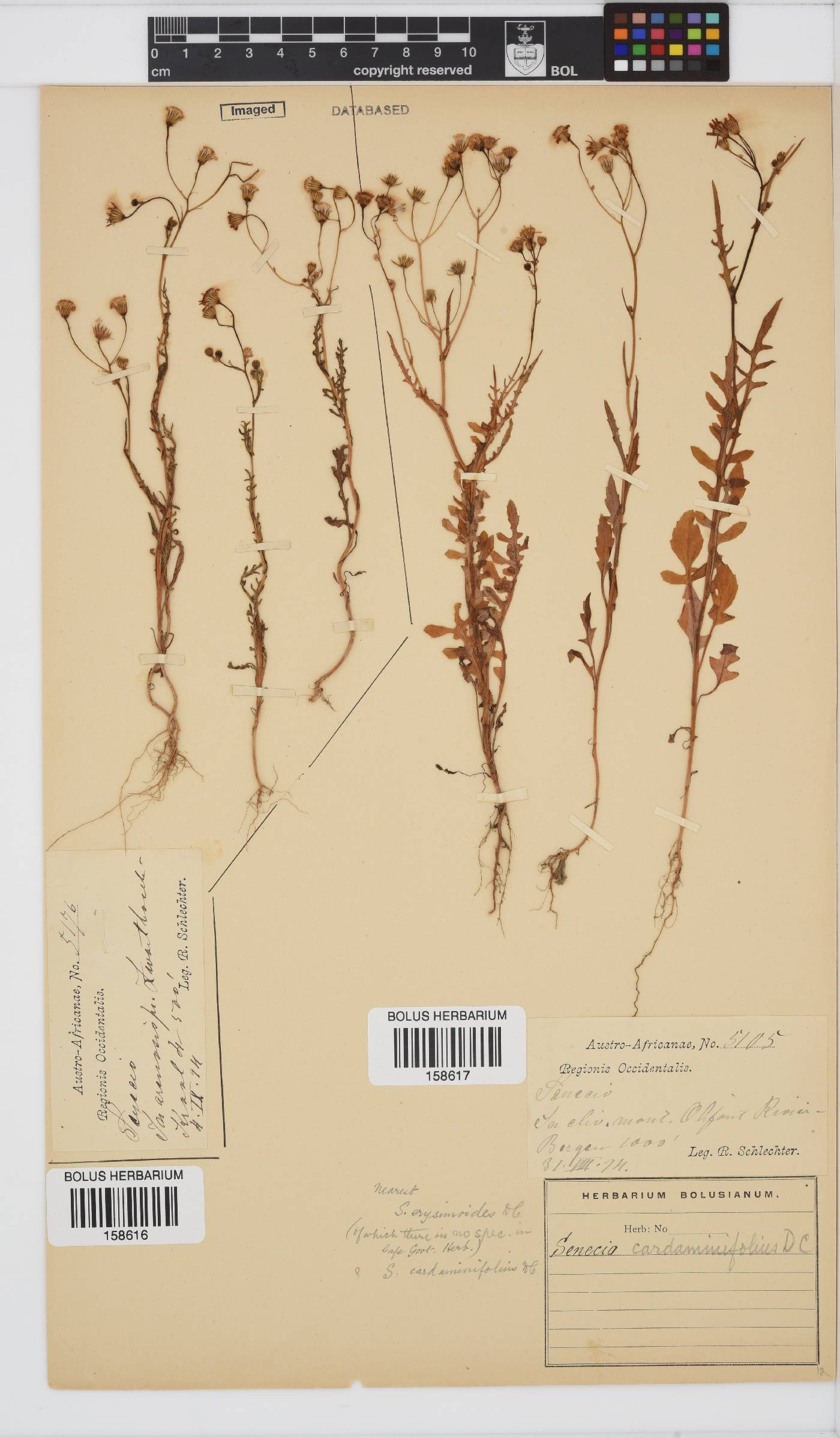 Senecio cardaminifolius image