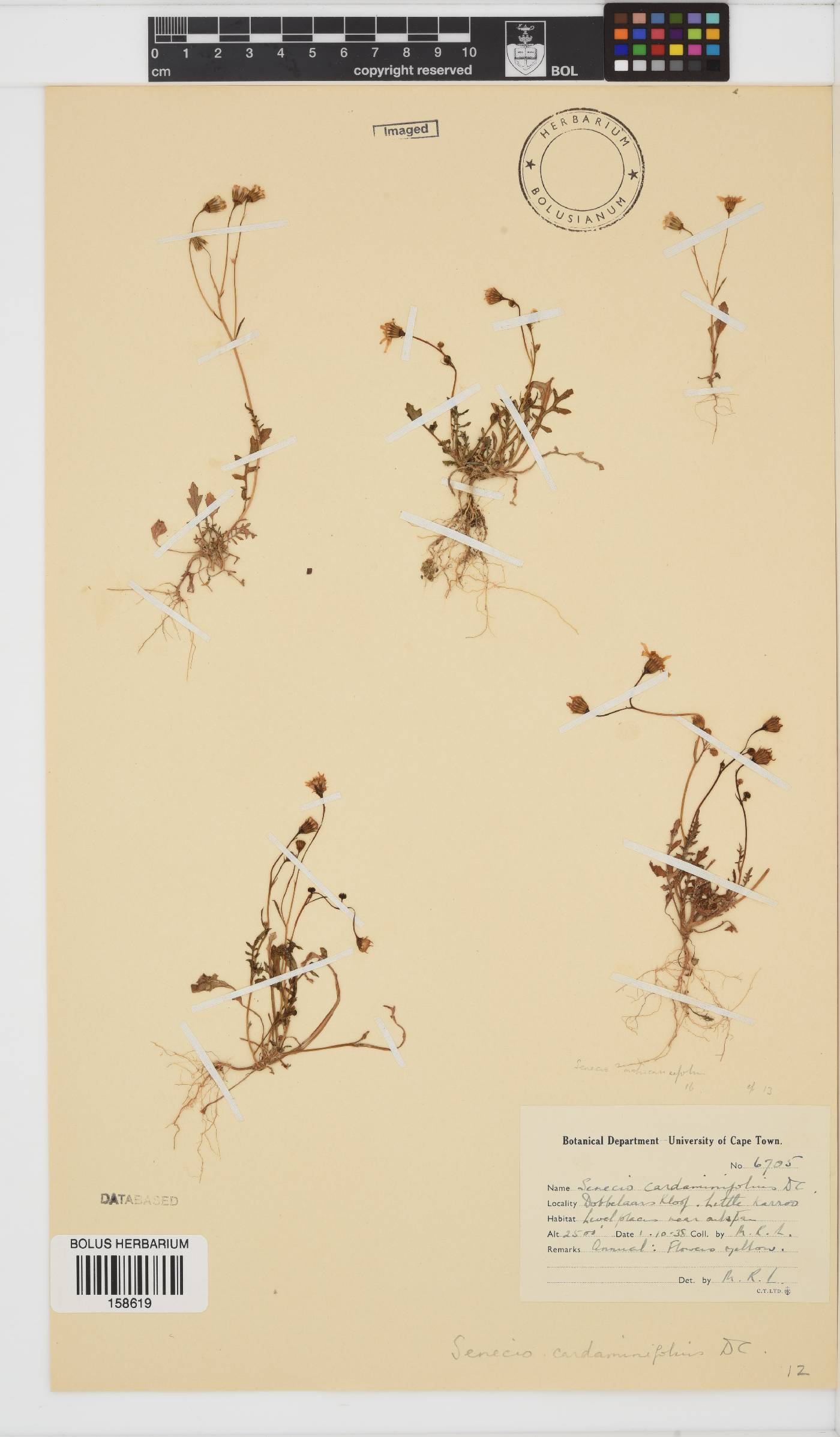 Senecio cardaminifolius image