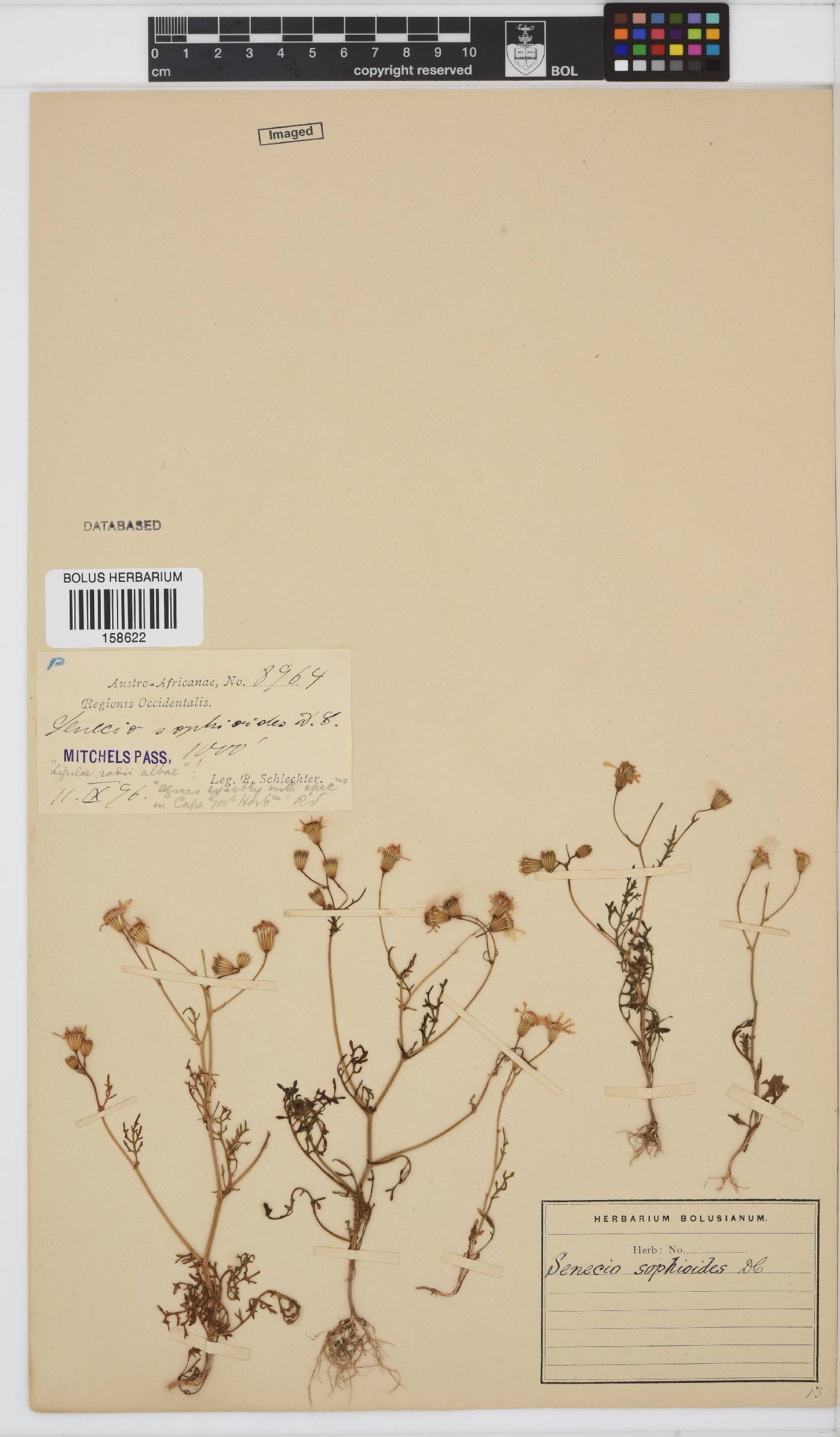 Senecio sophioides image
