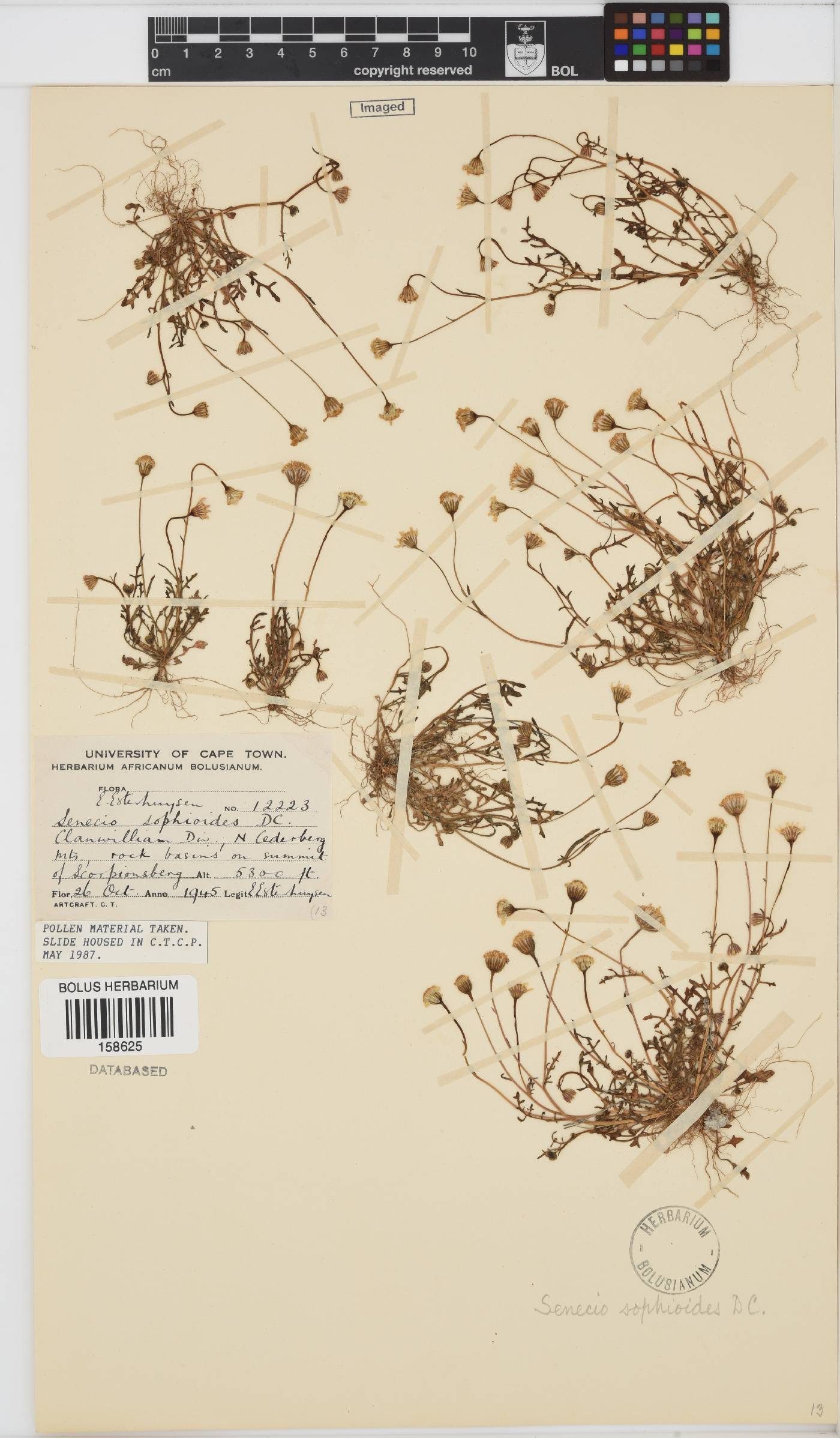 Senecio sophioides image