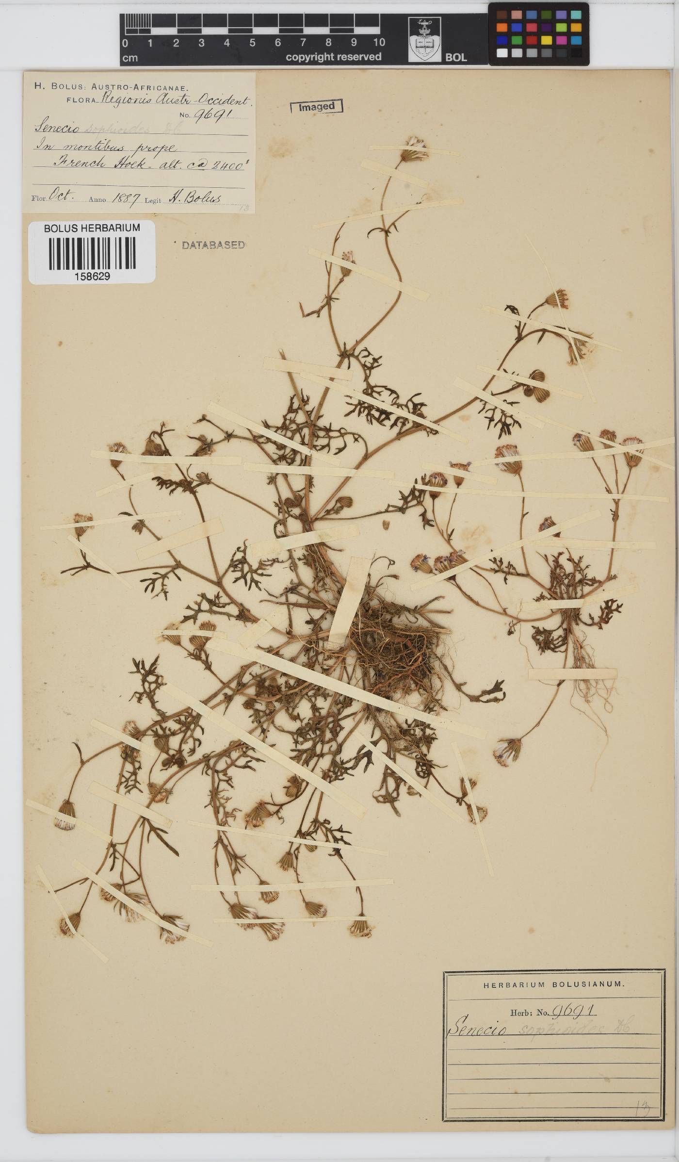 Senecio sophioides image
