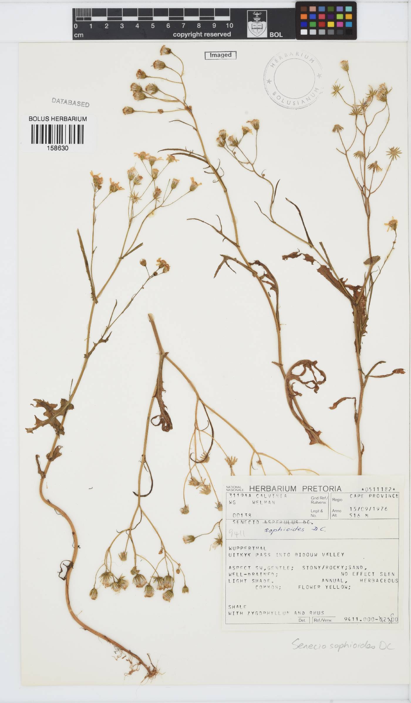 Senecio sophioides image