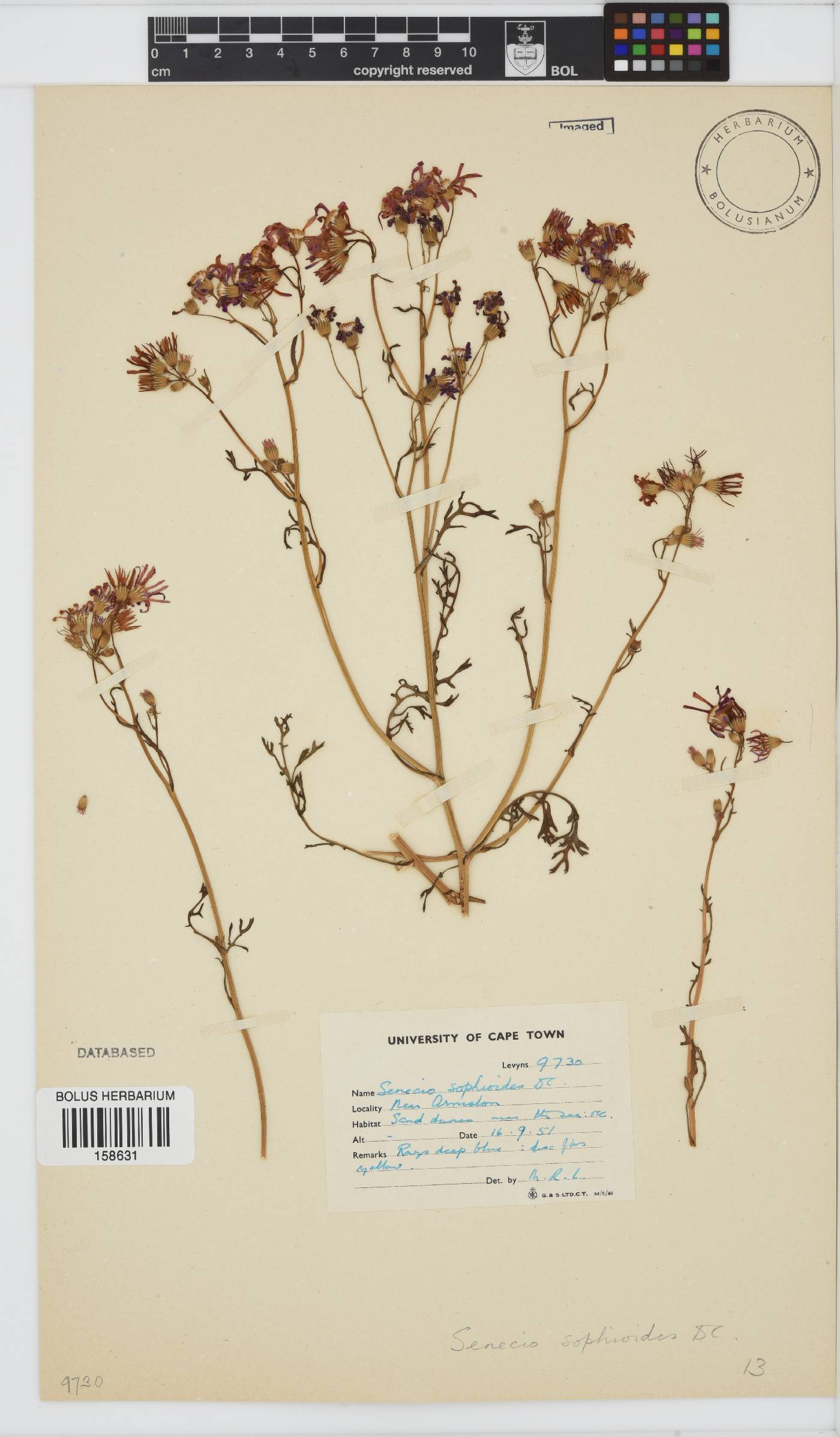 Senecio sophioides image