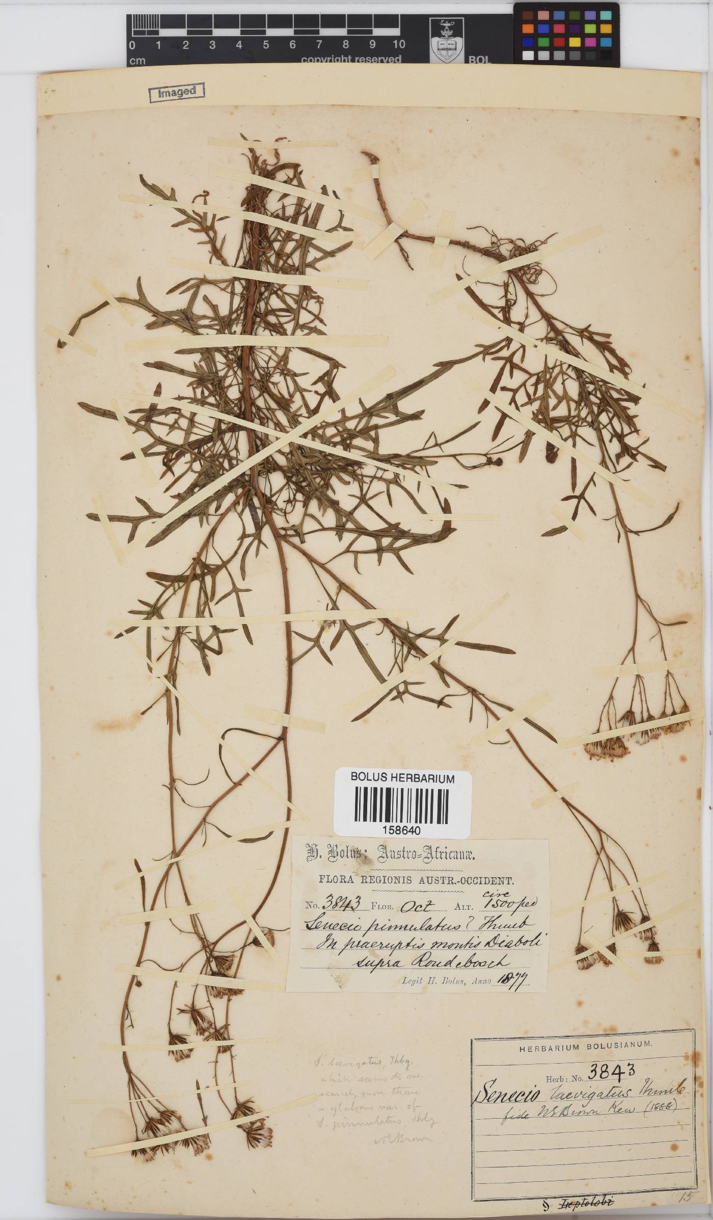 Senecio laevigatus var. laevigatus image