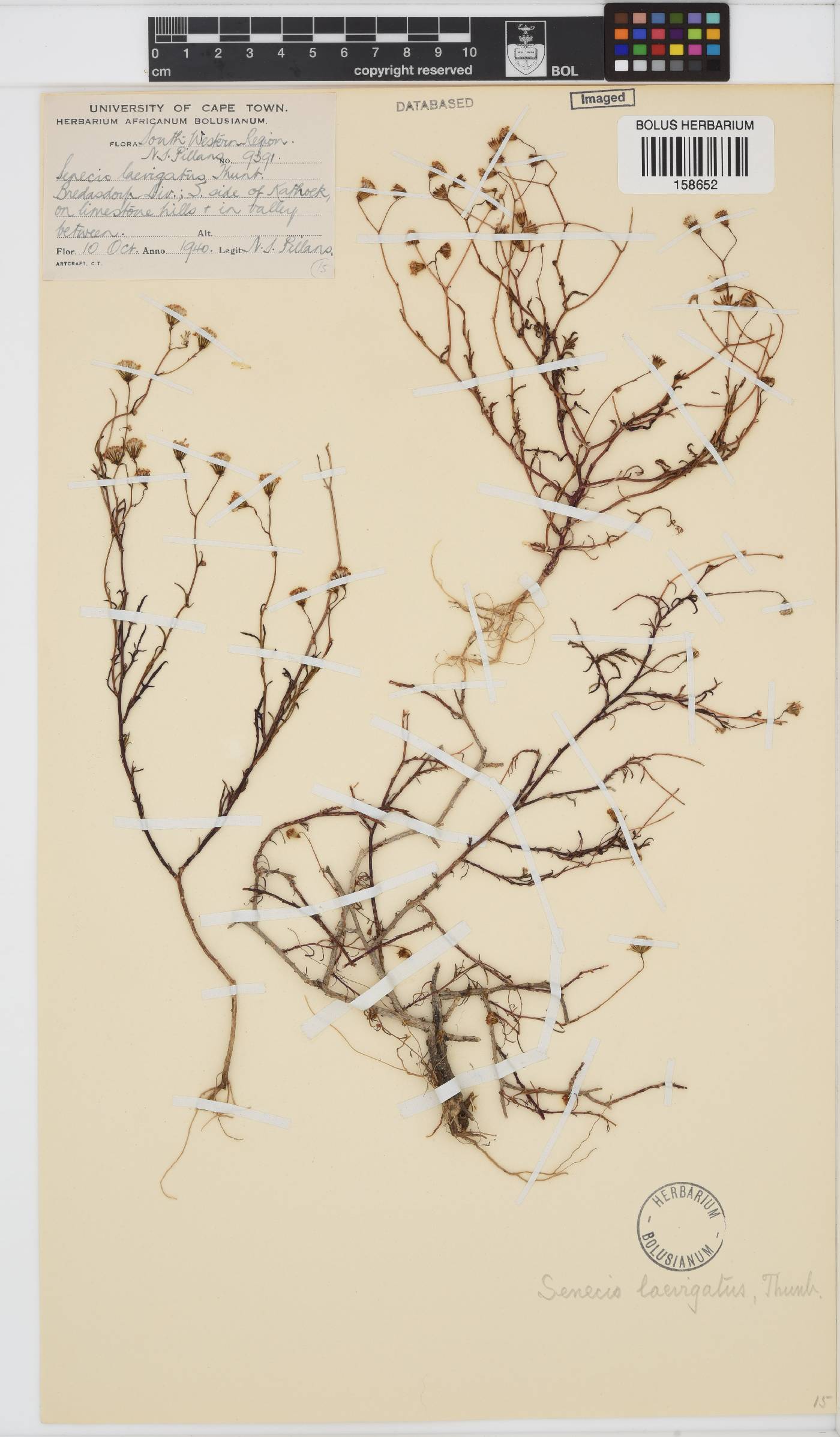 Senecio laevigatus image