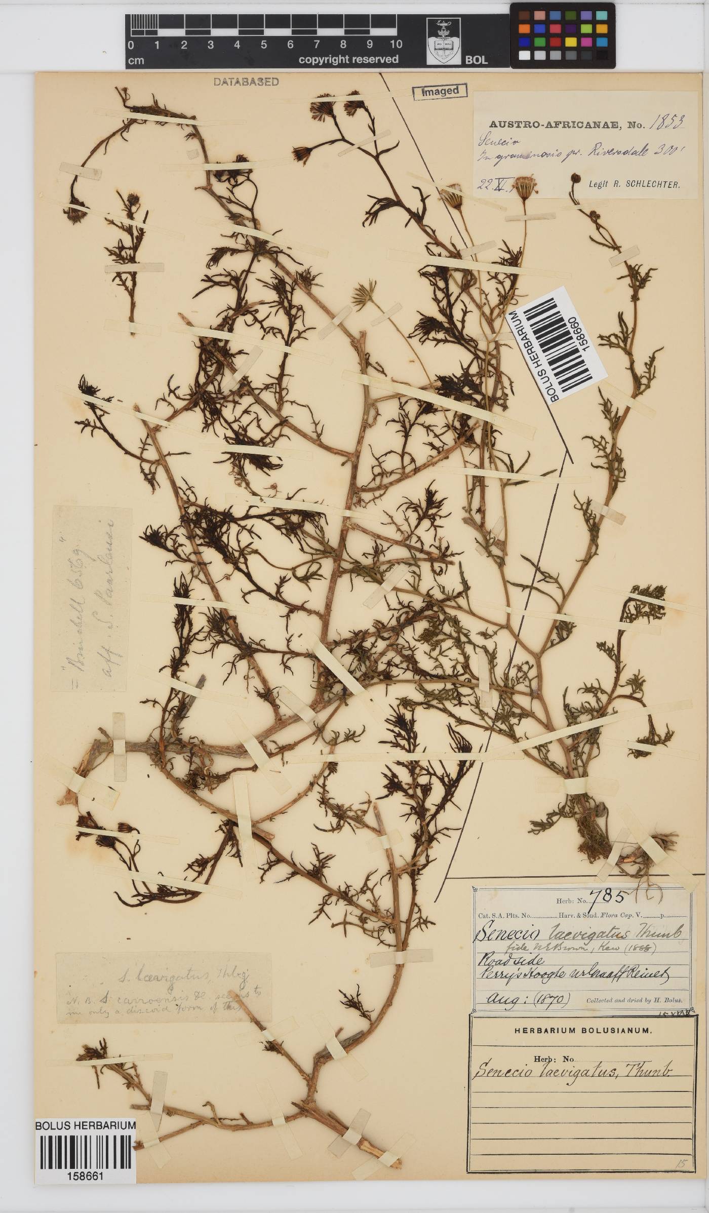 Senecio laevigatus image