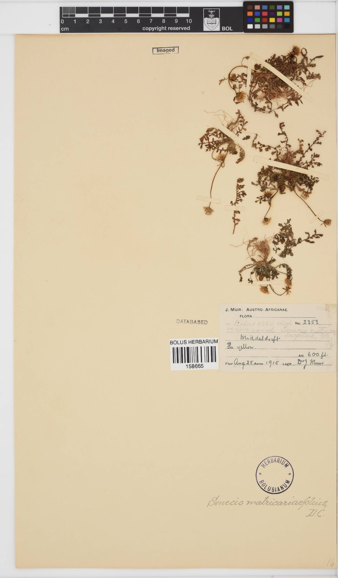Senecio matricariifolius image