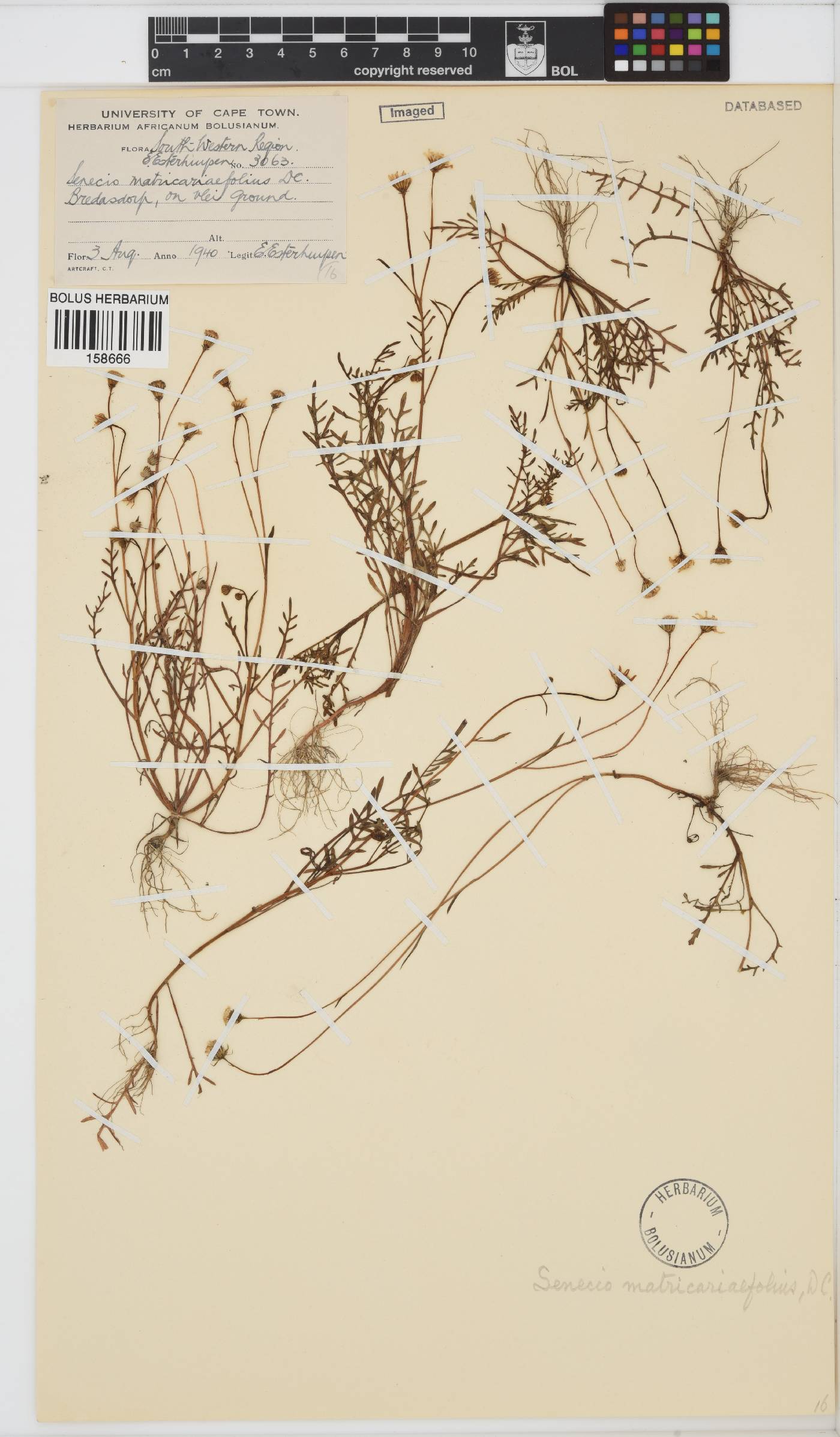 Senecio matricariifolius image