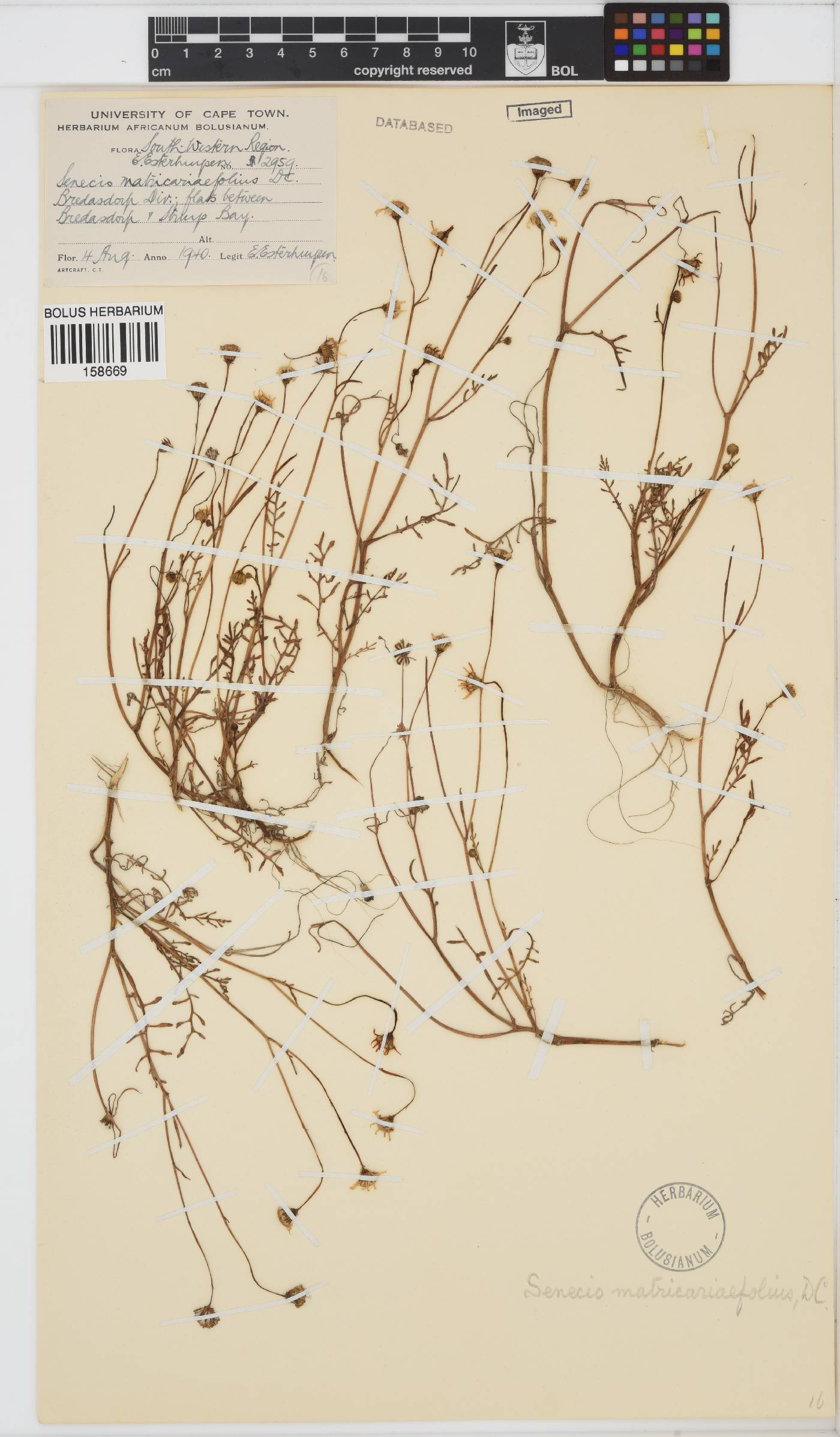 Senecio matricariifolius image