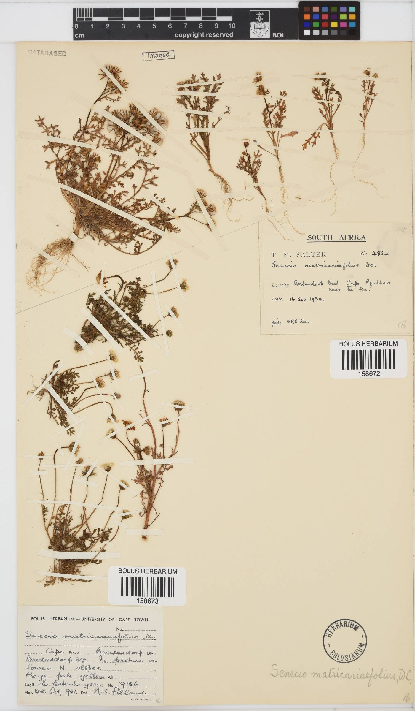 Senecio matricariifolius image