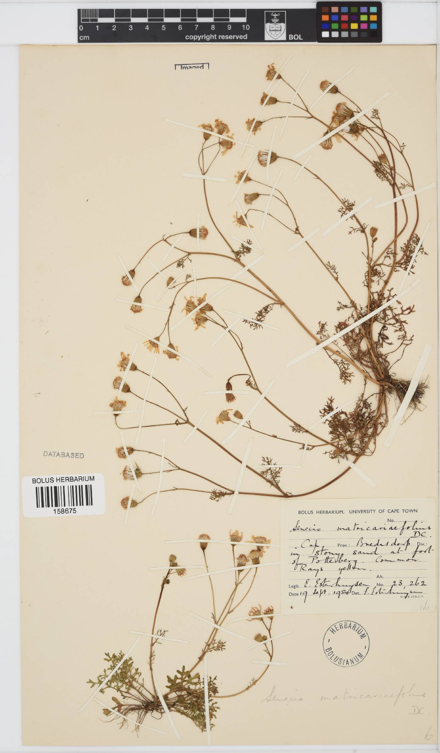 Senecio matricariifolius image