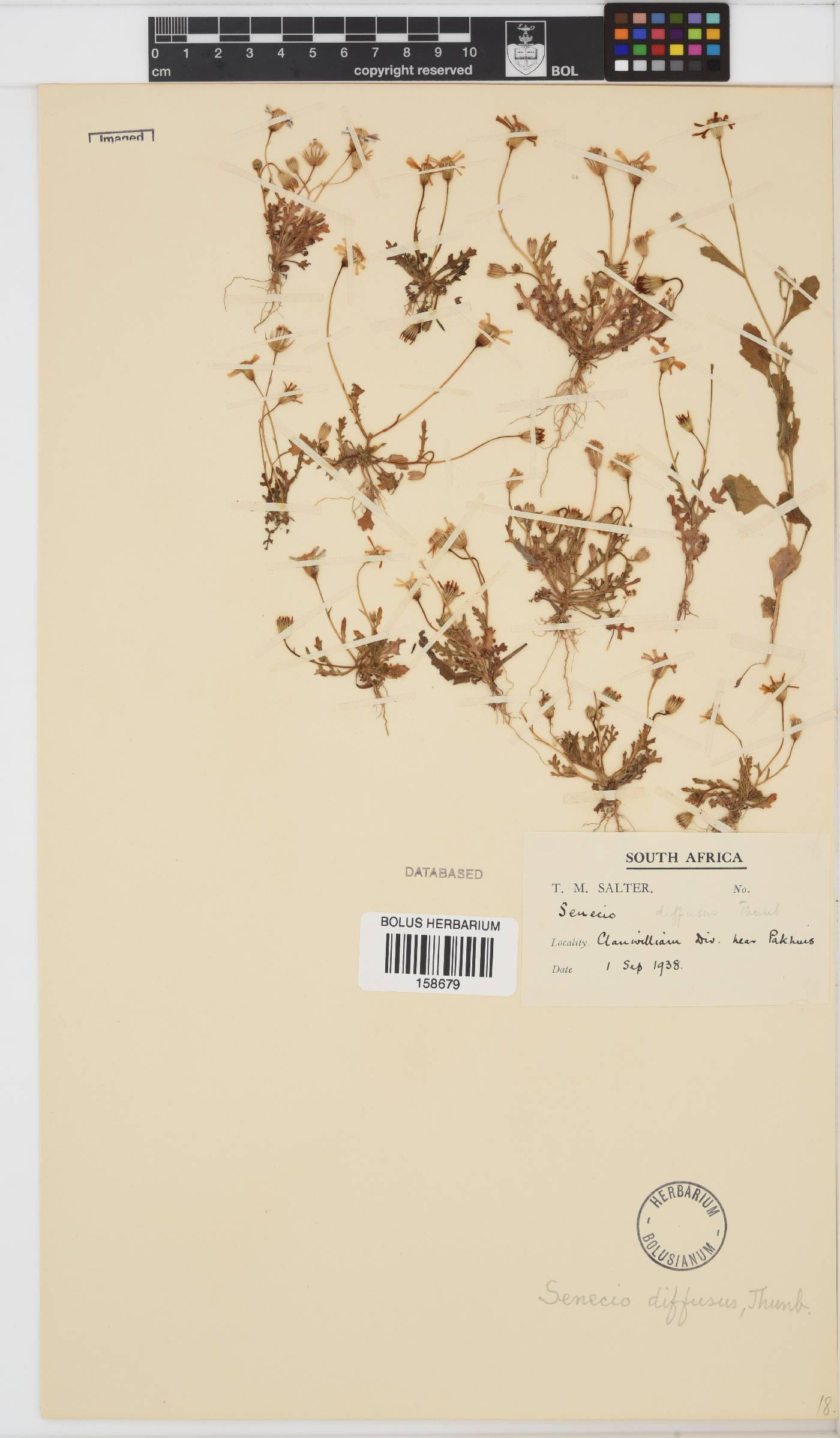 Senecio diffusus image