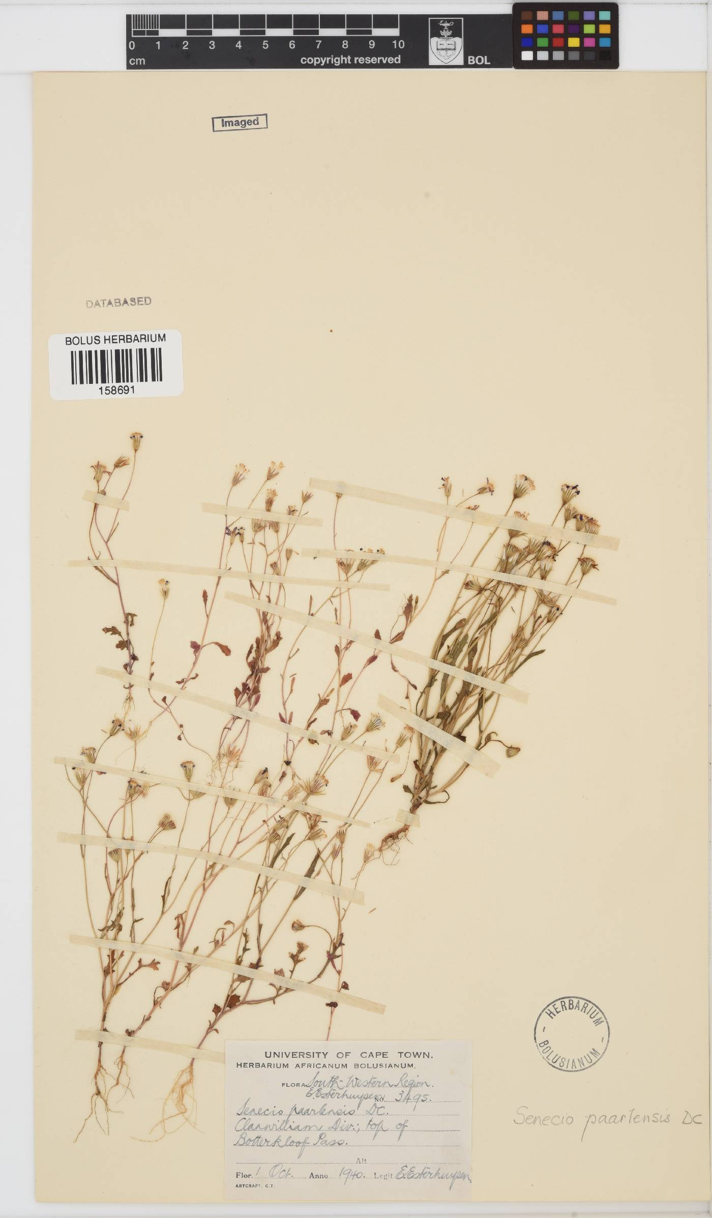 Senecio paarlensis image