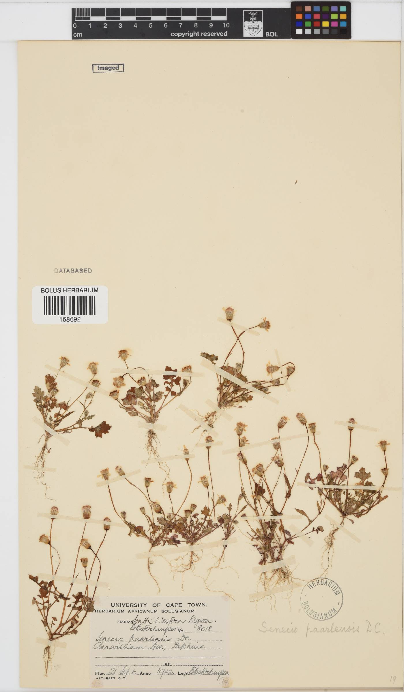 Senecio paarlensis image