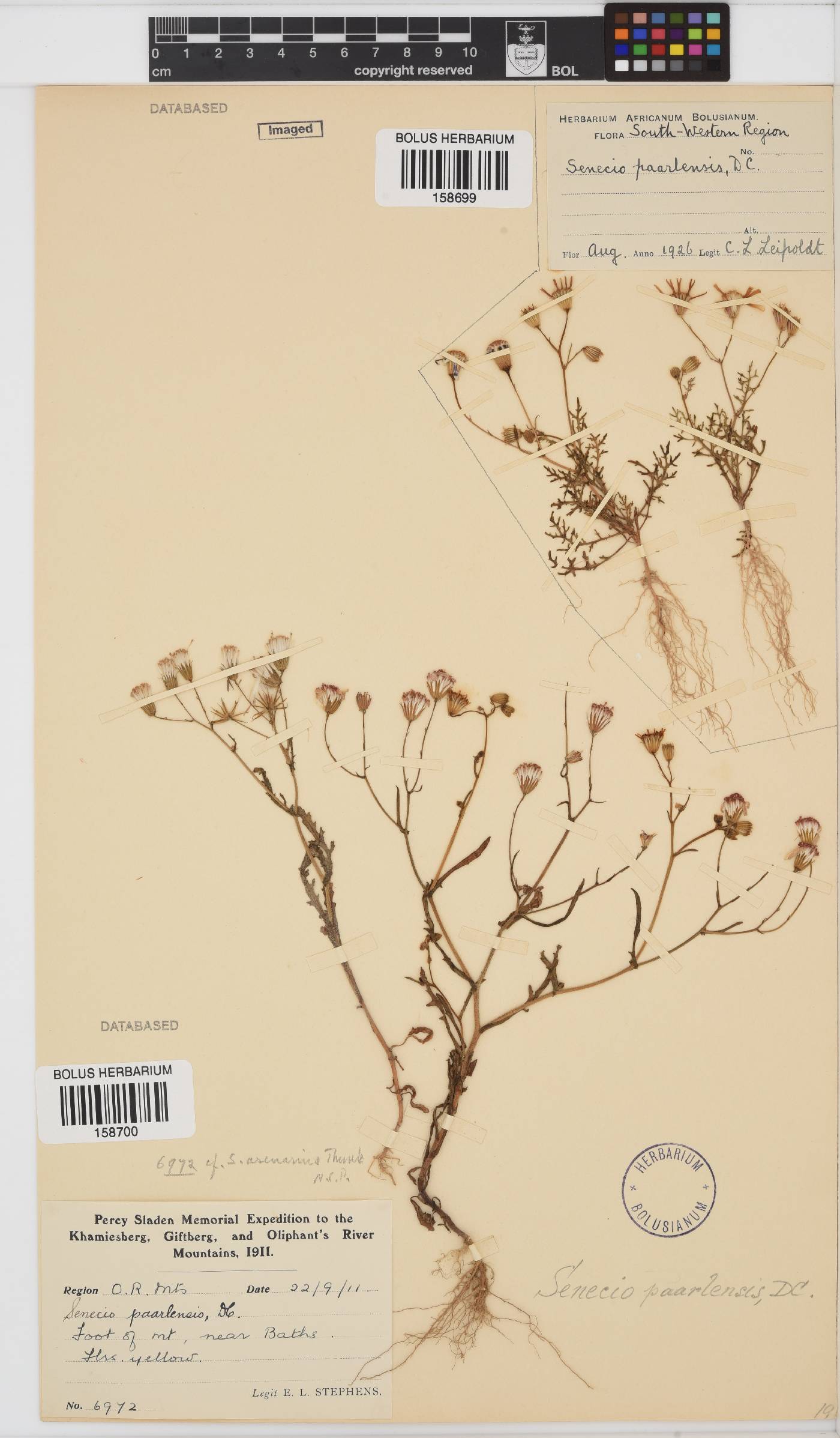 Senecio paarlensis image