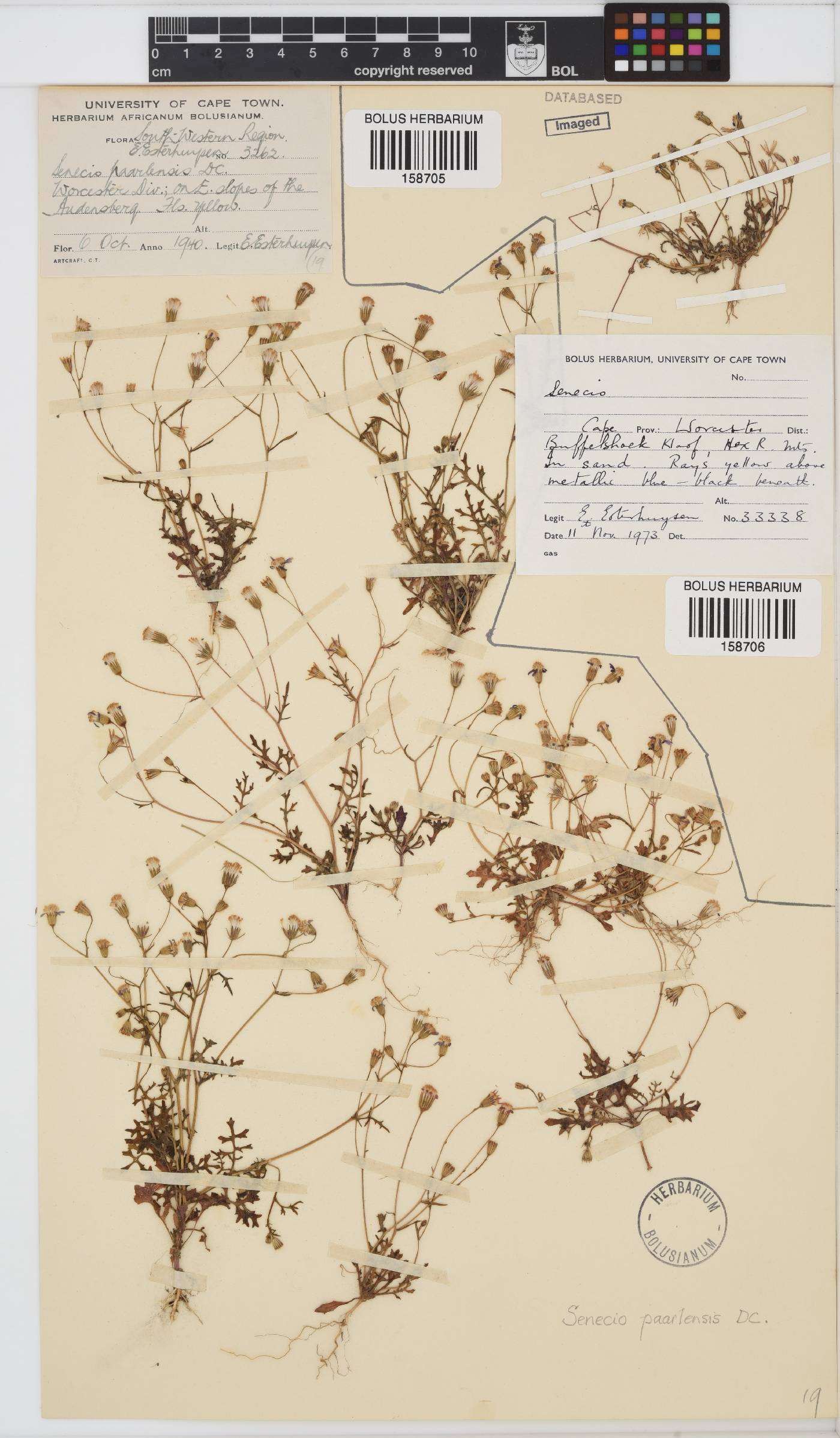 Senecio paarlensis image