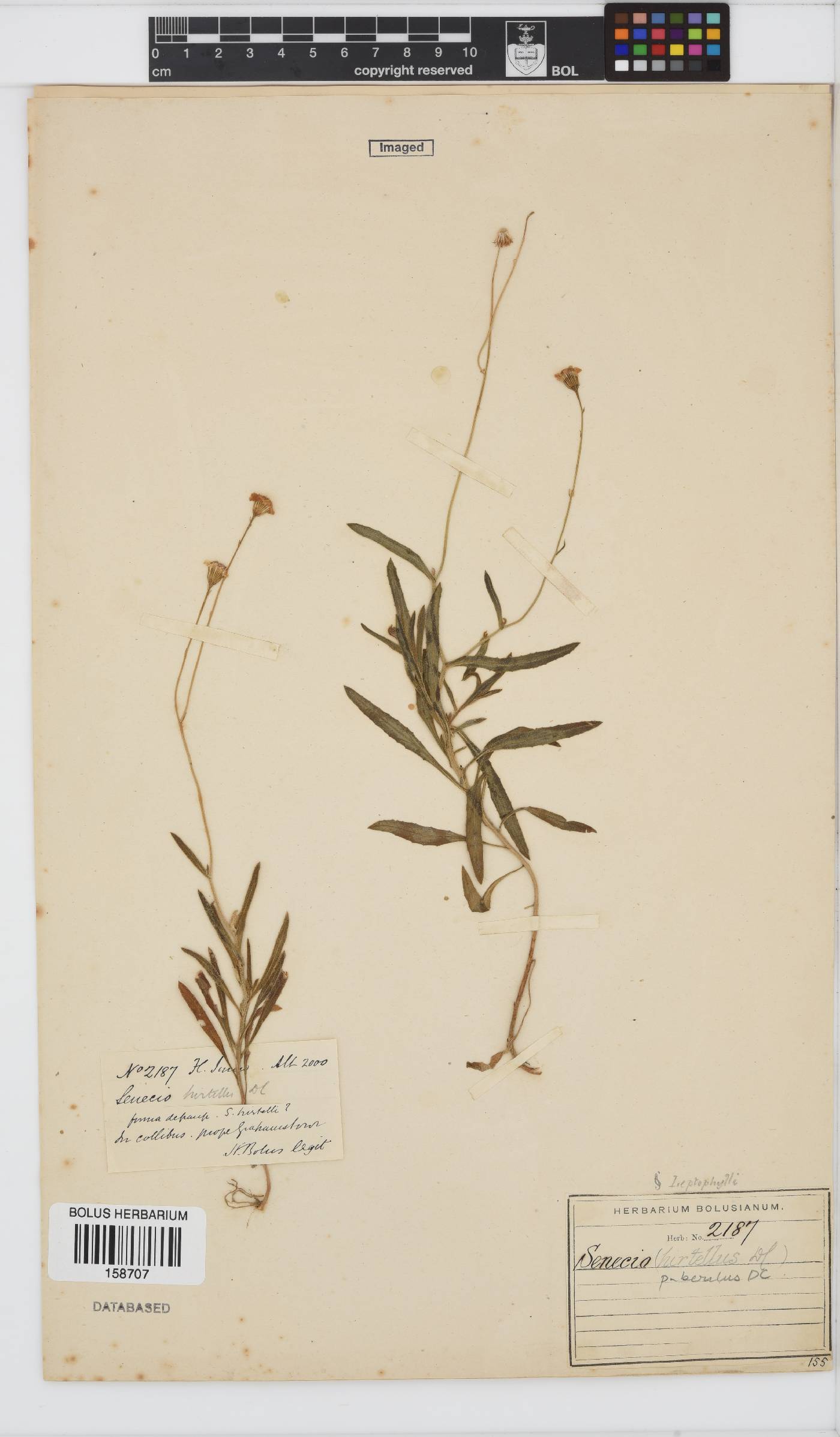 Senecio puberulus image