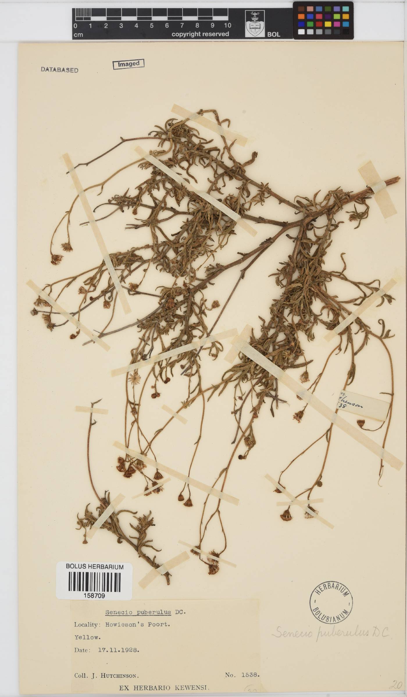 Senecio puberulus image