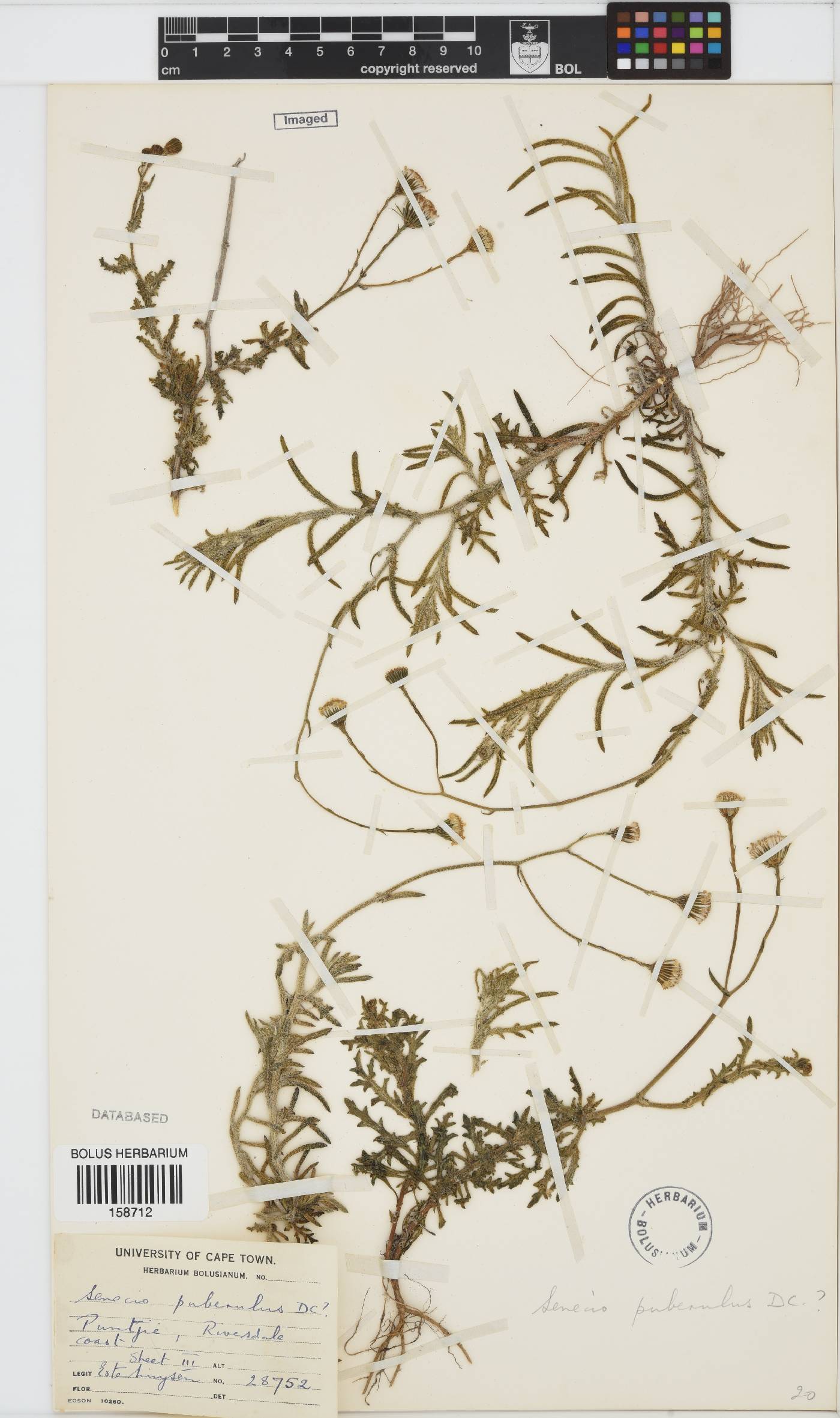 Senecio puberulus image
