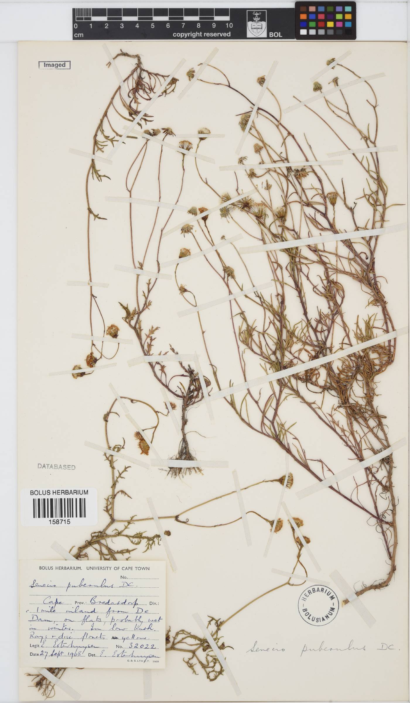 Senecio puberulus image