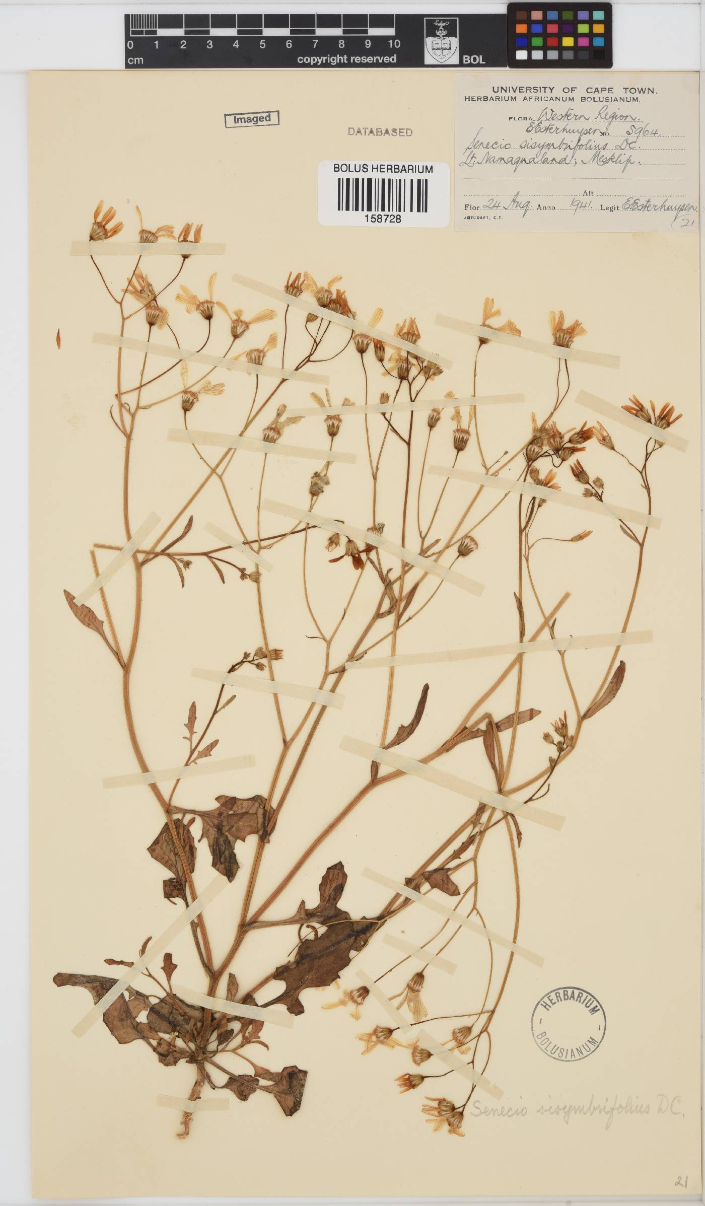 Senecio sisymbriifolius image